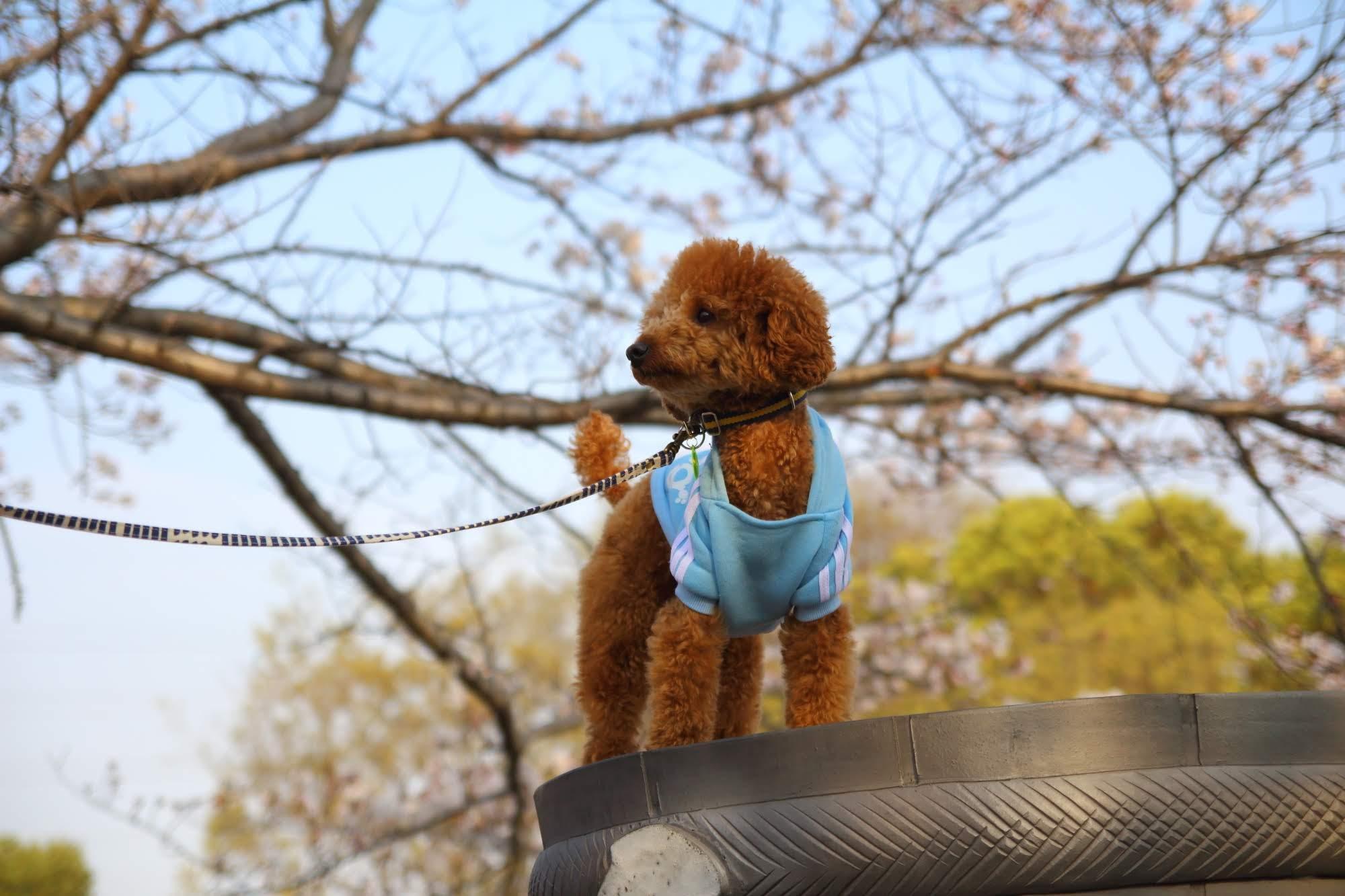 わんにゃんサイトの犬の写真