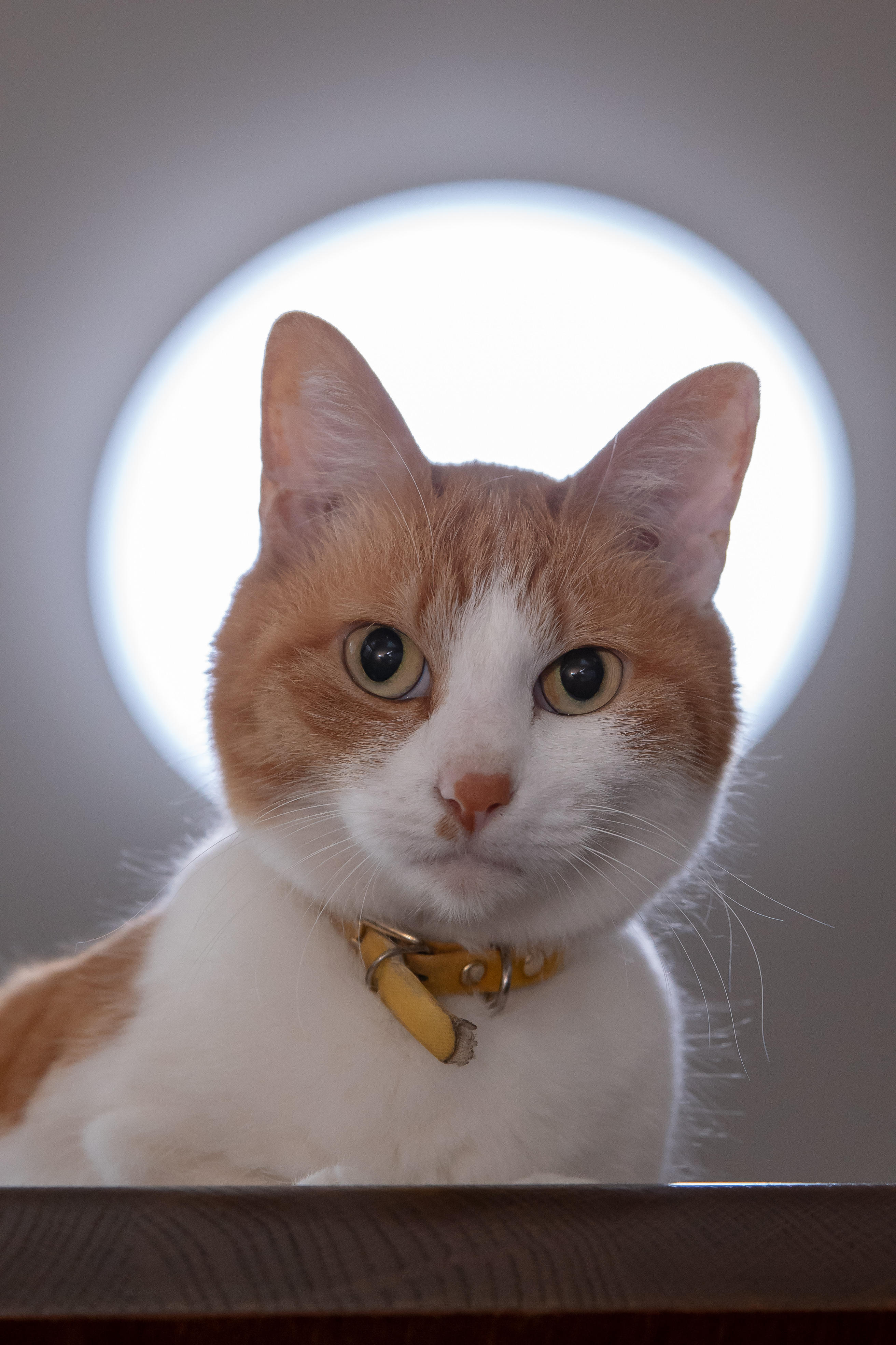 わんにゃんサイトの猫の写真