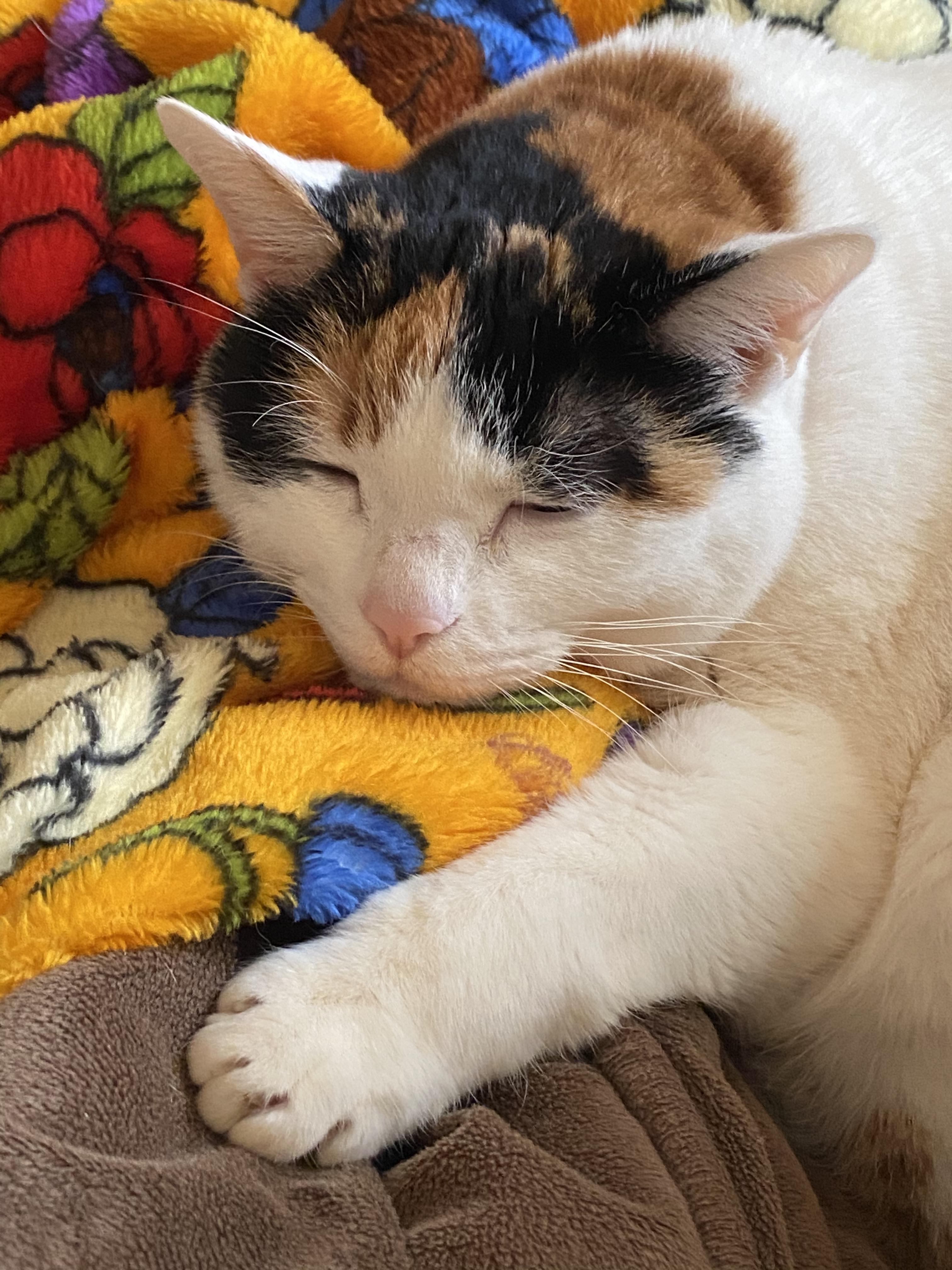 わんにゃんサイトの猫の写真