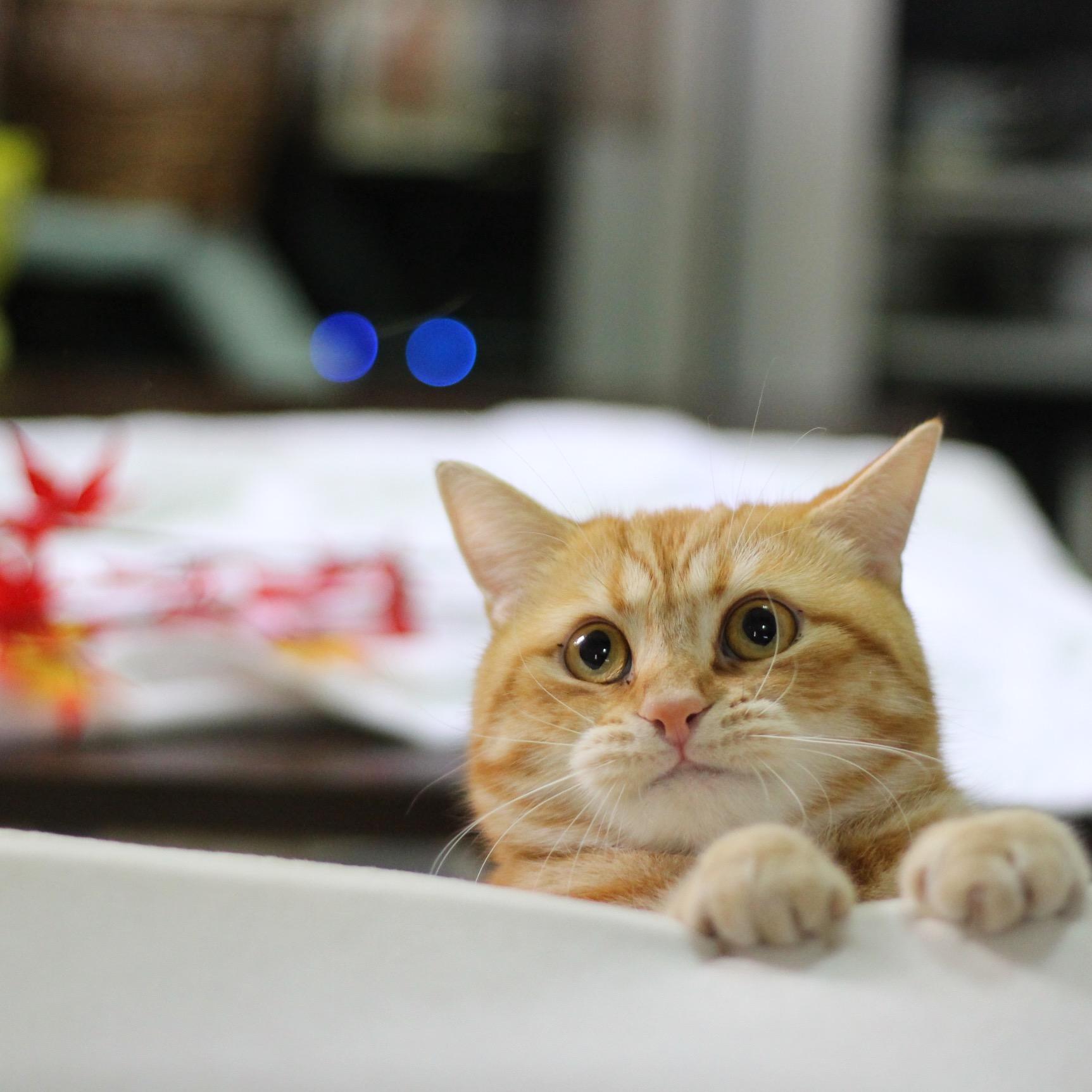 わんにゃんサイトの猫の写真