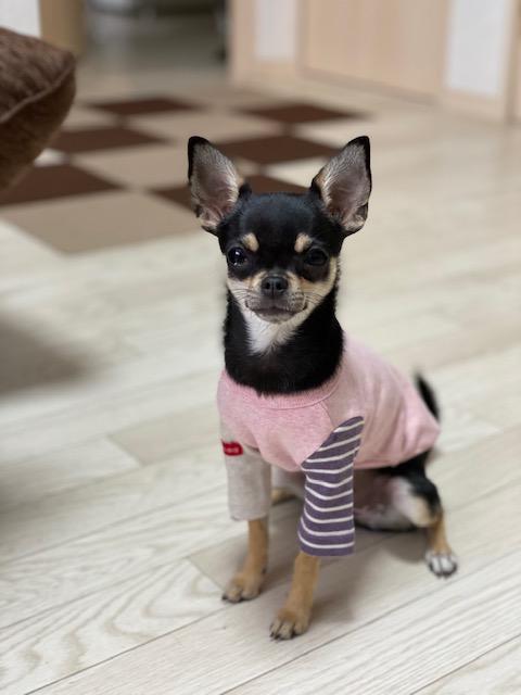 わんにゃんサイトの犬の写真