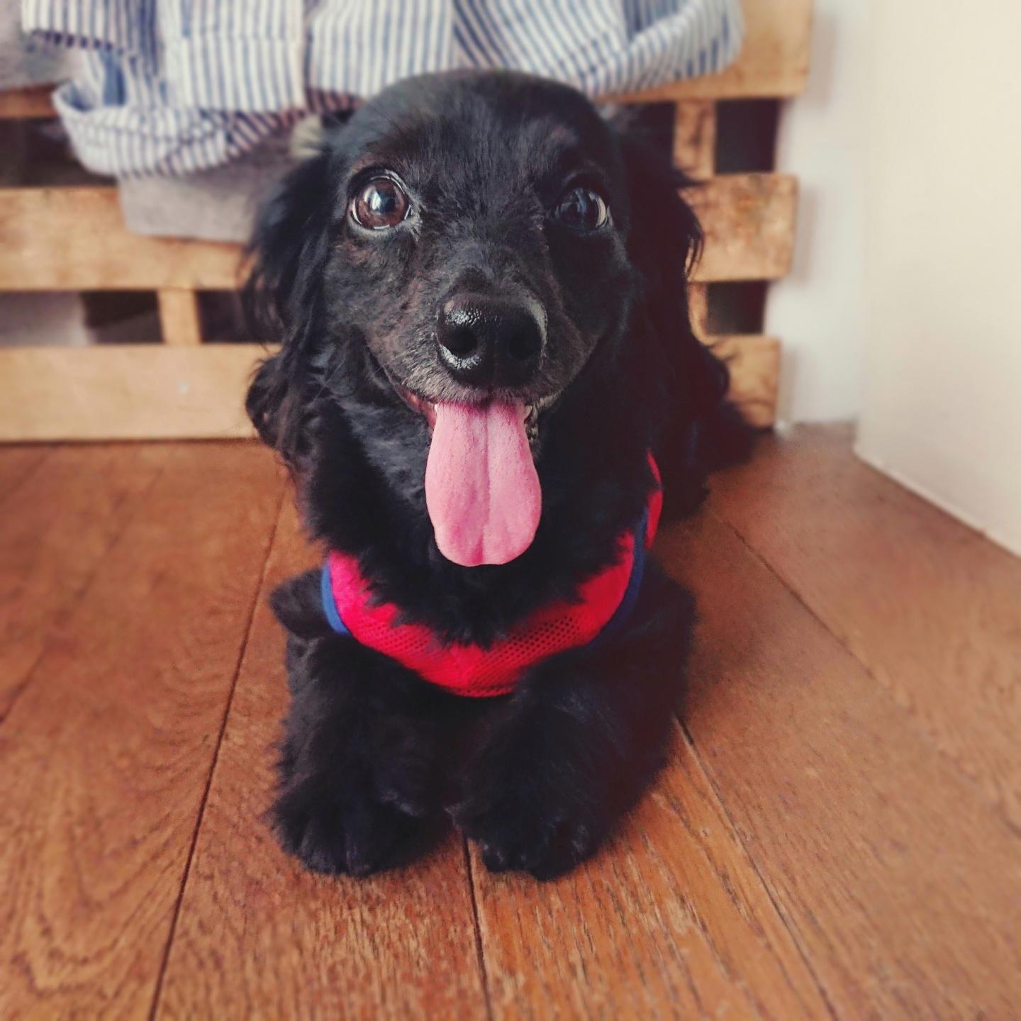 わんにゃんサイトの犬の写真