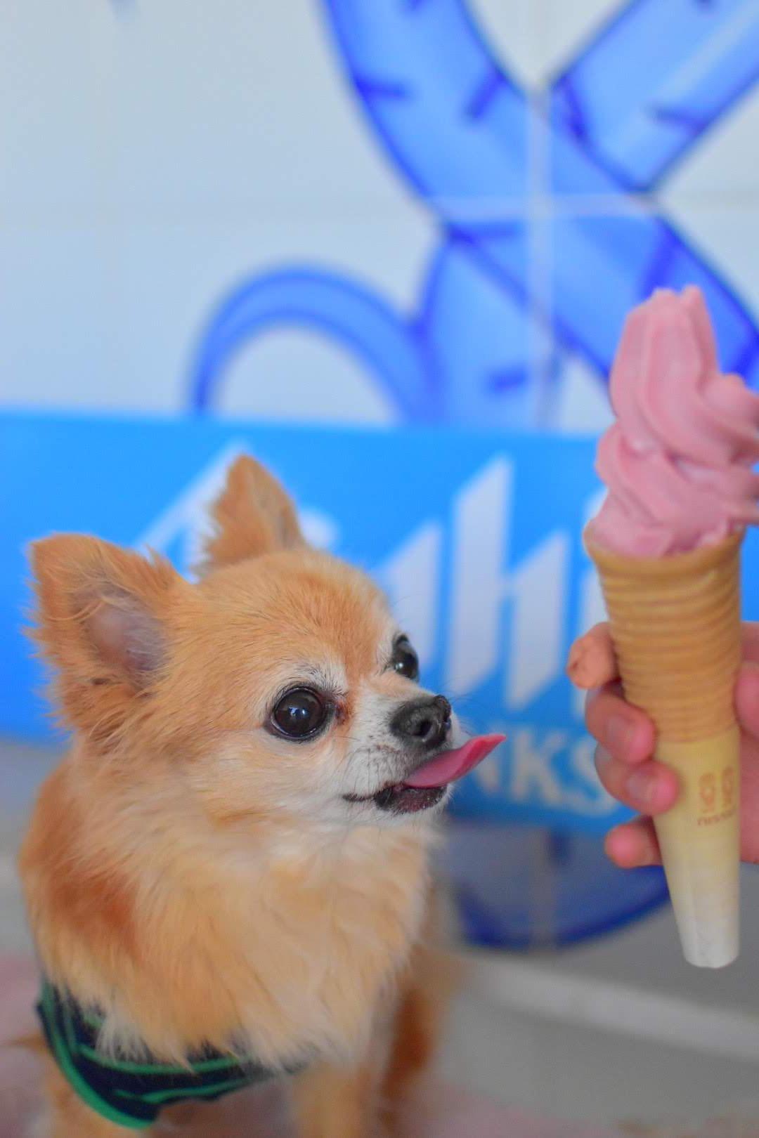 わんにゃんサイトの犬の写真