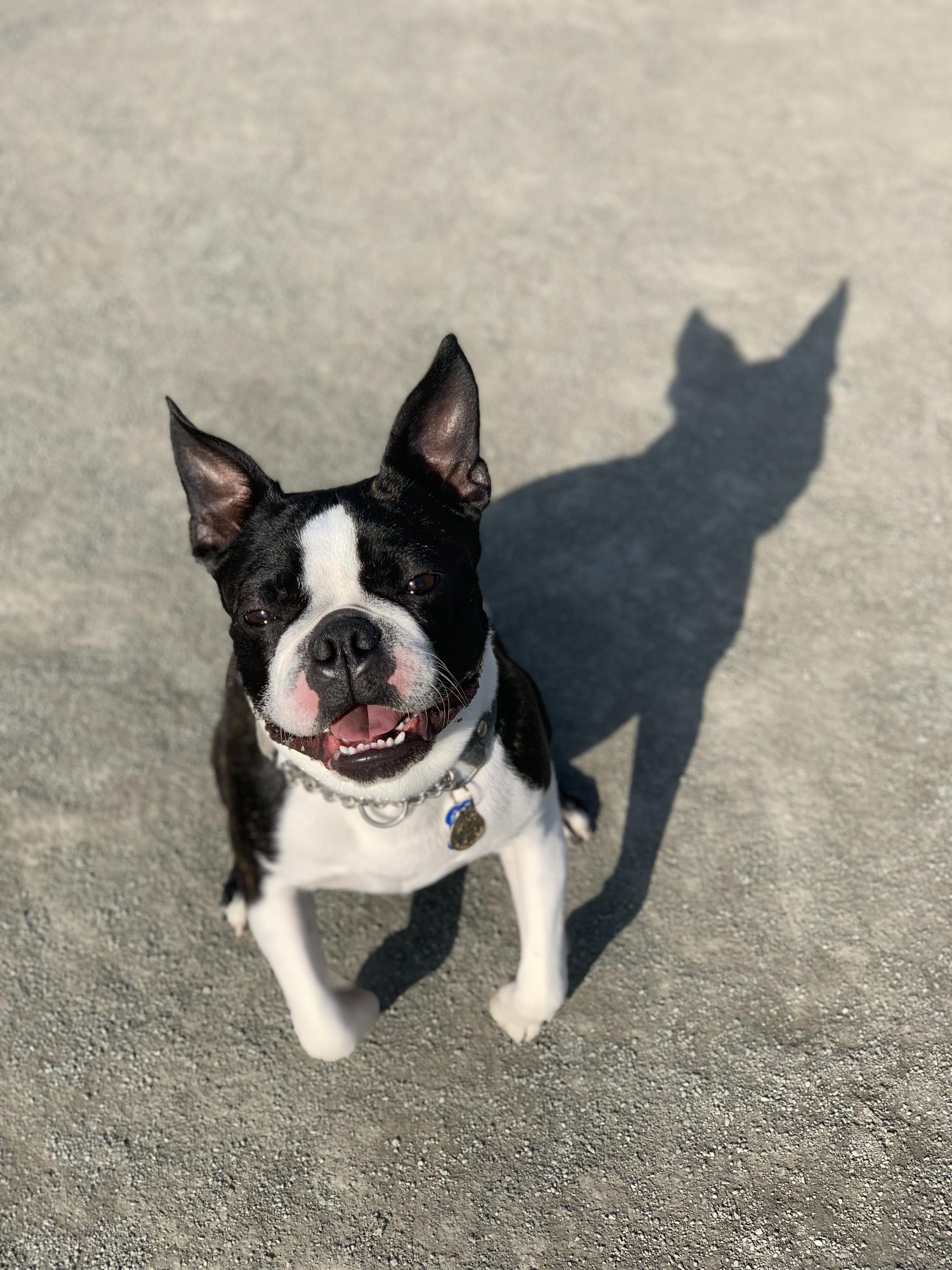 わんにゃんサイトの犬の写真