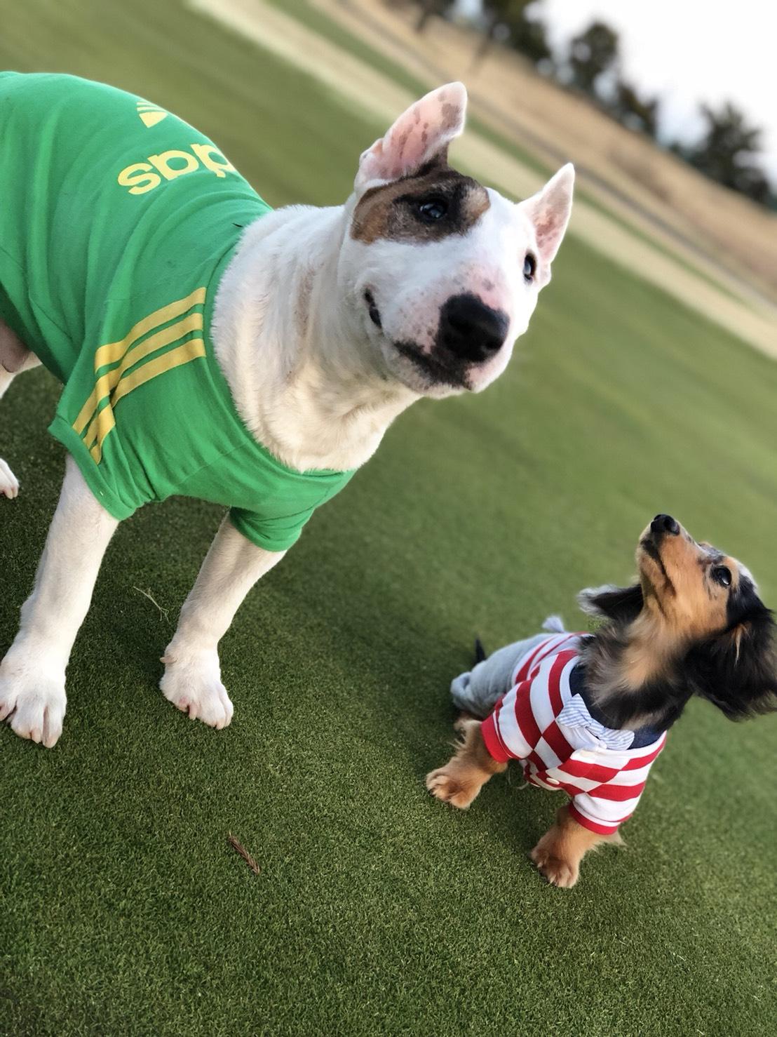 わんにゃんサイトの犬の写真