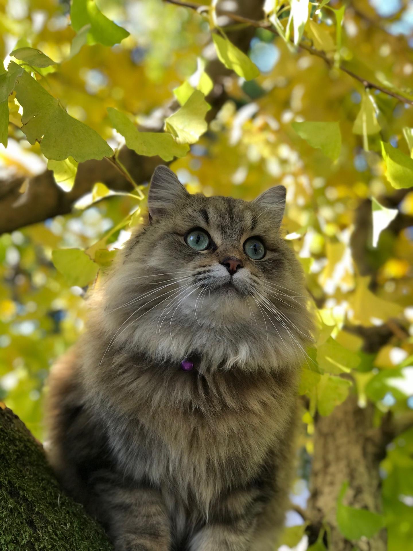 わんにゃんサイトの猫の写真