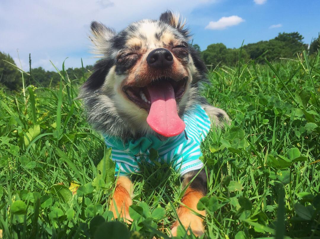 わんにゃんサイトの犬の写真