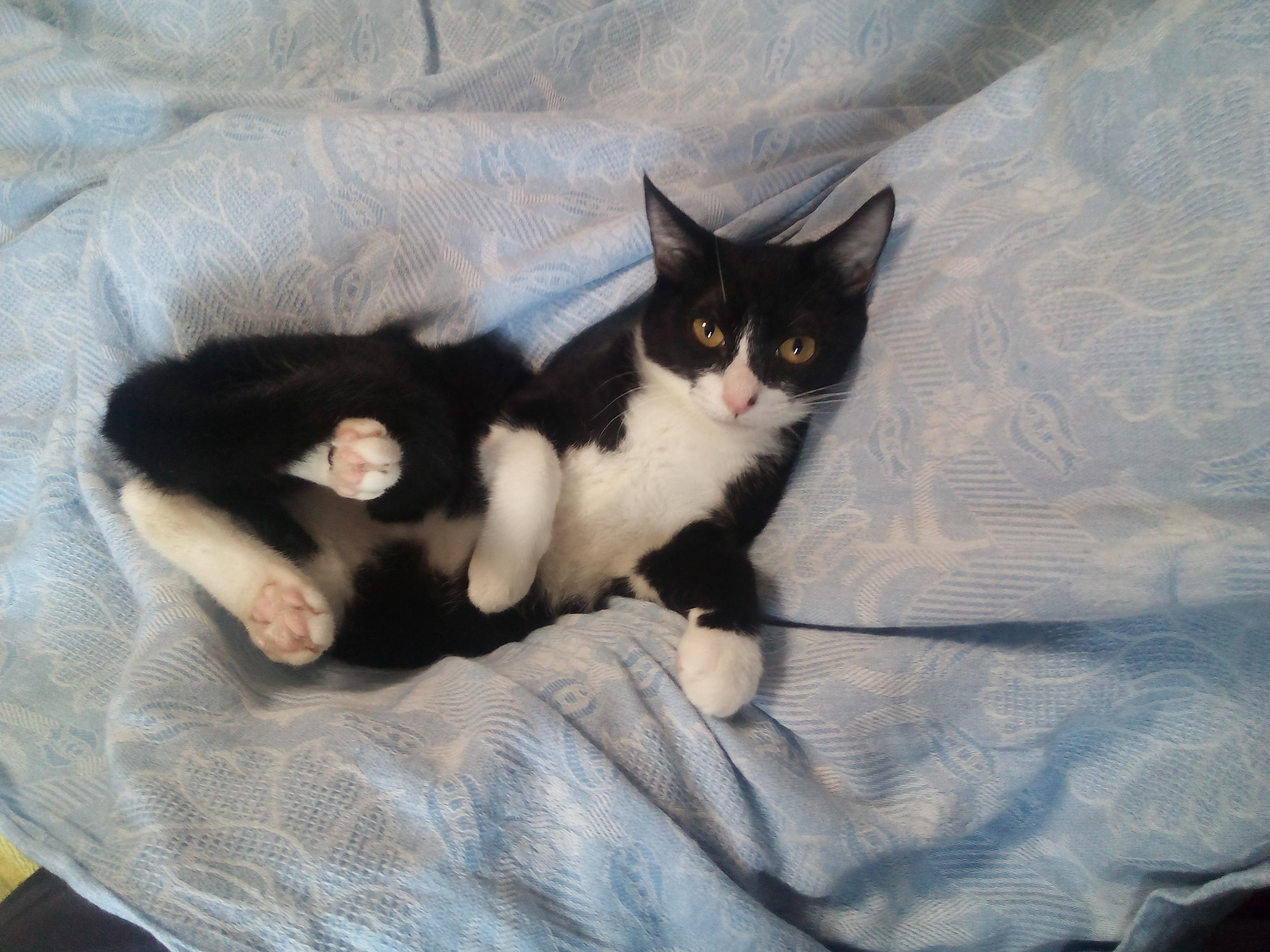 わんにゃんサイトの猫の写真