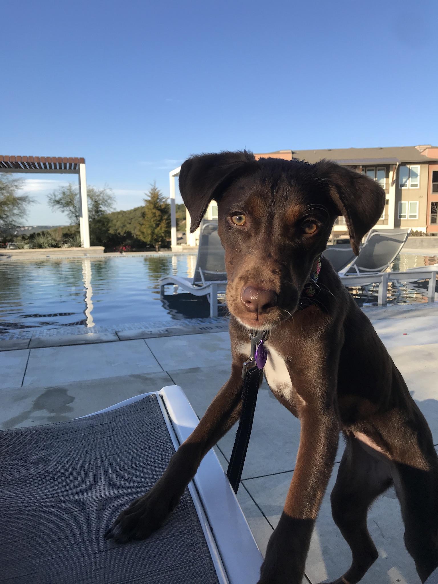 わんにゃんサイトの犬の写真