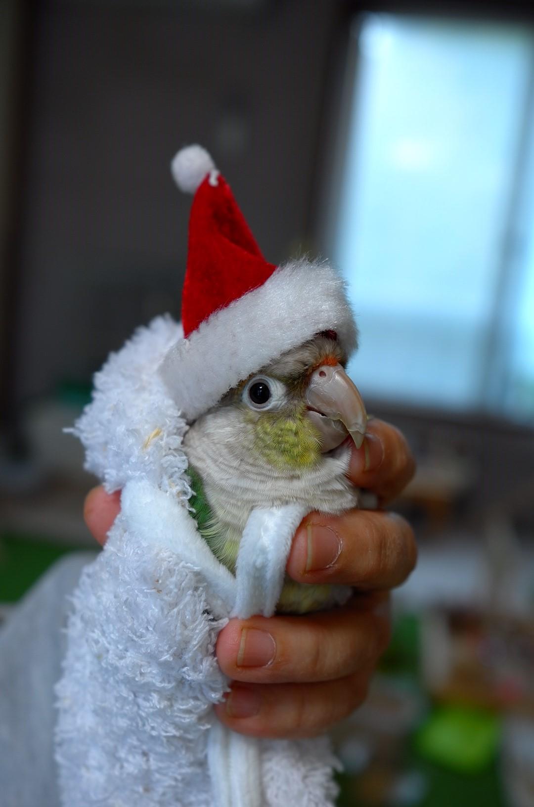 わんにゃんサイトのその他の写真