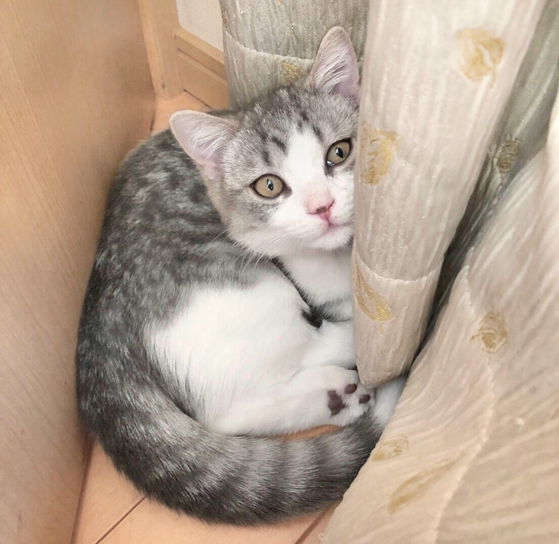 わんにゃんサイトの猫の写真