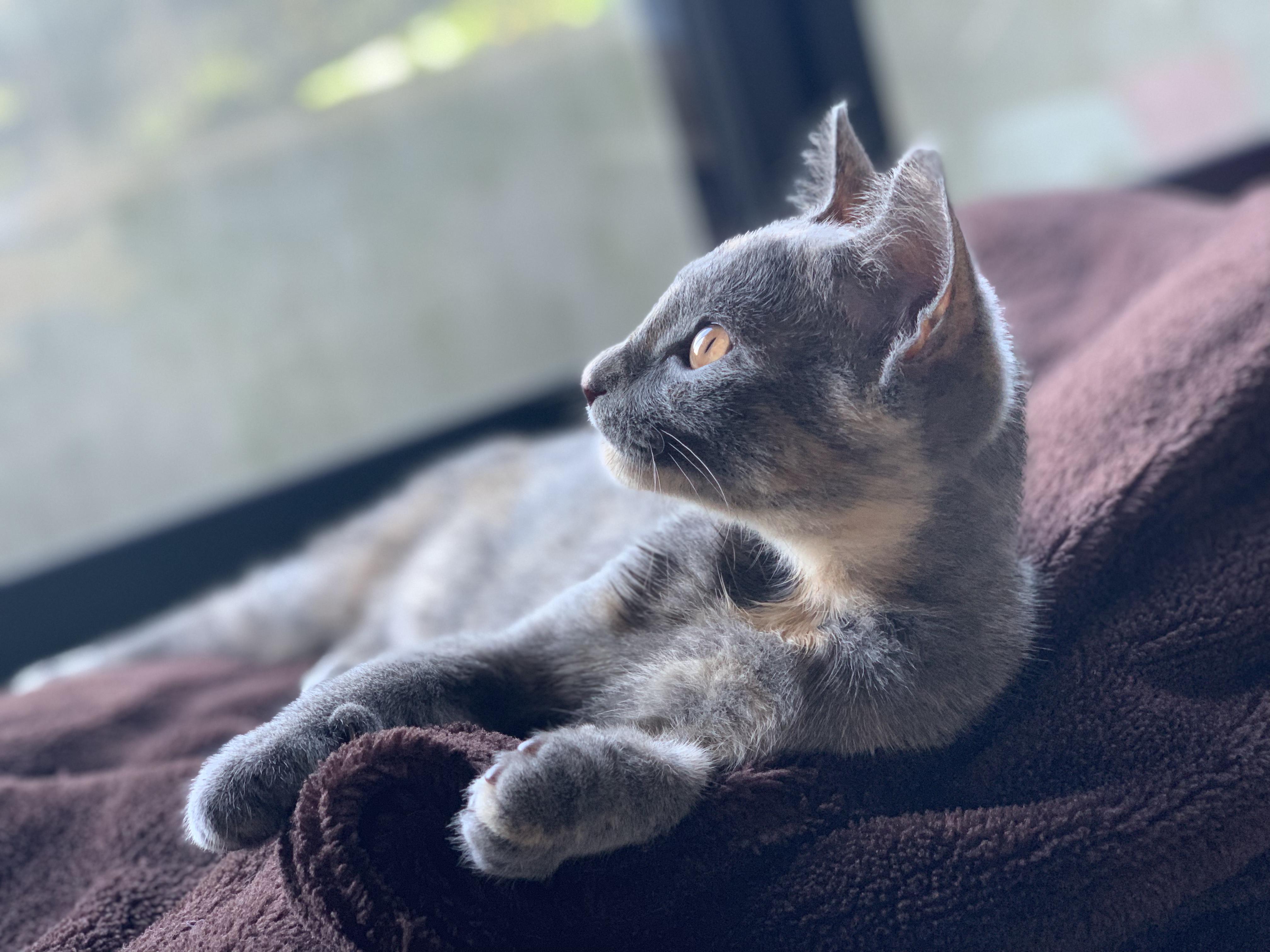 わんにゃんサイトの犬の写真