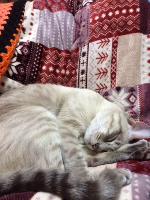 わんにゃんサイトの猫の写真