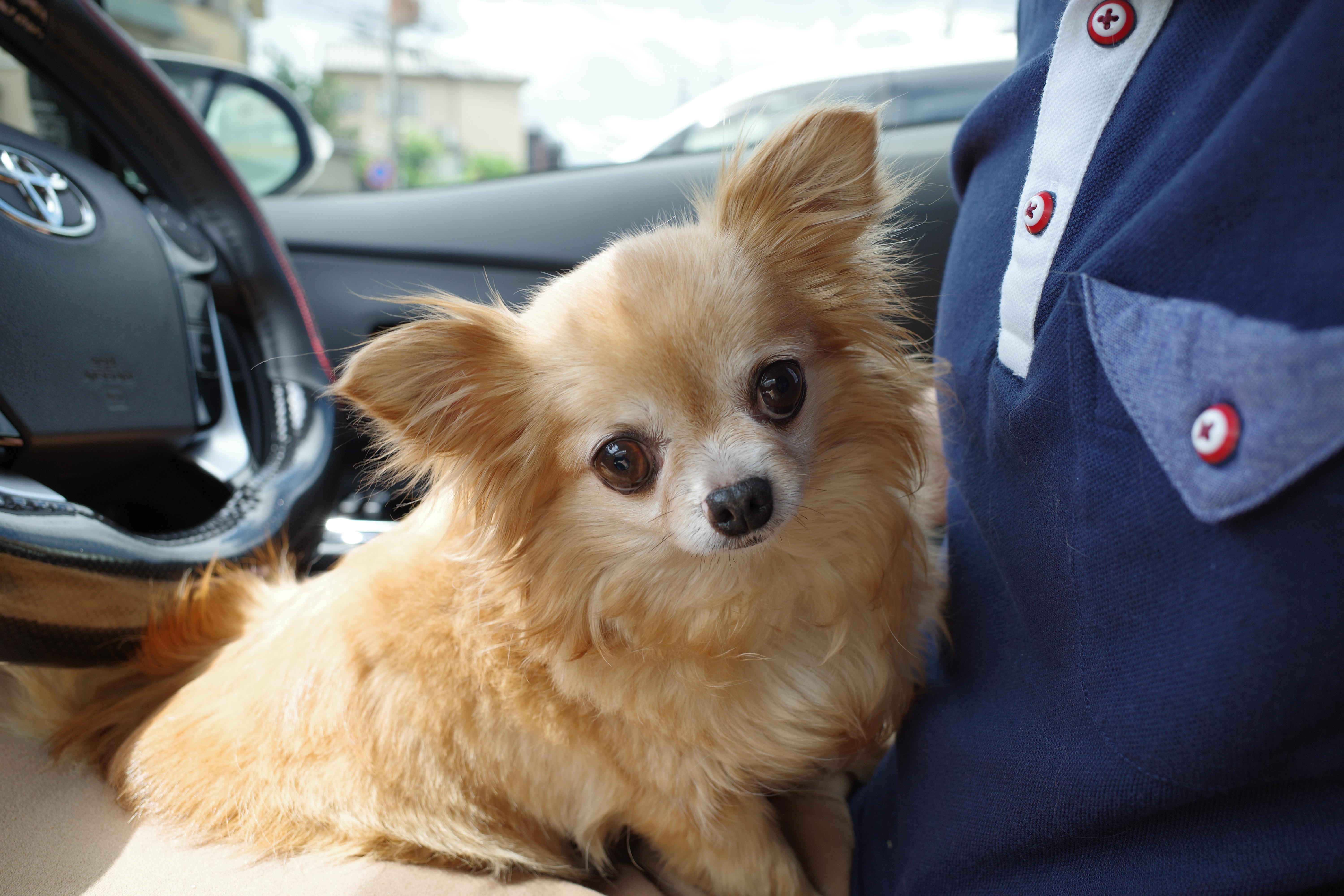 わんにゃんサイトの犬の写真