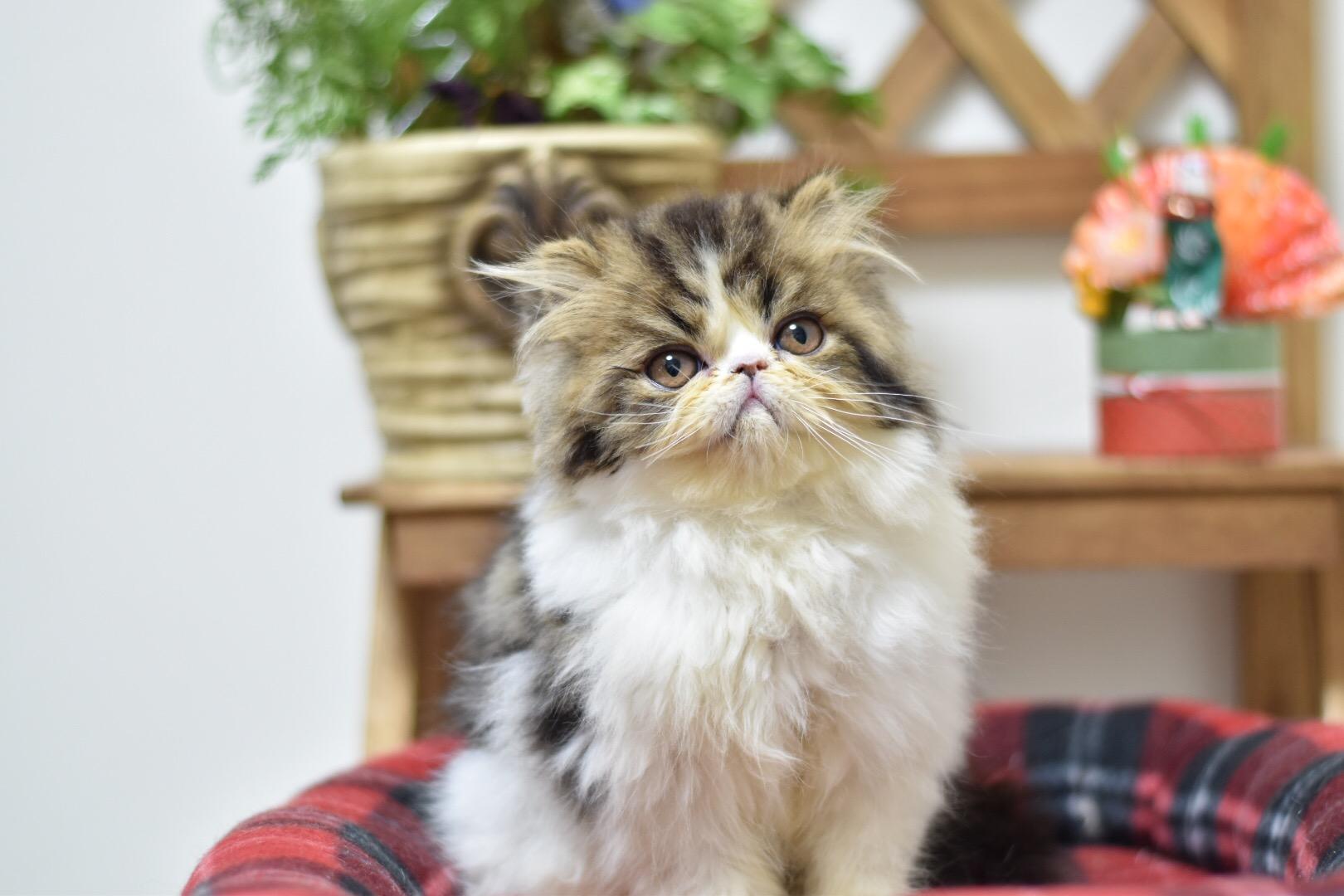 わんにゃんサイトの猫の写真