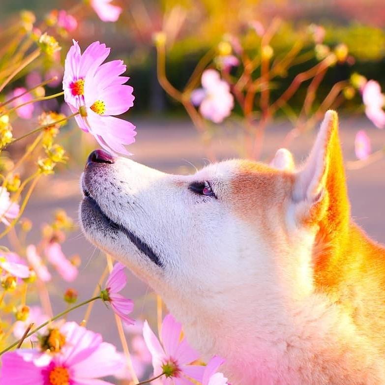 わんにゃんサイトの犬の写真