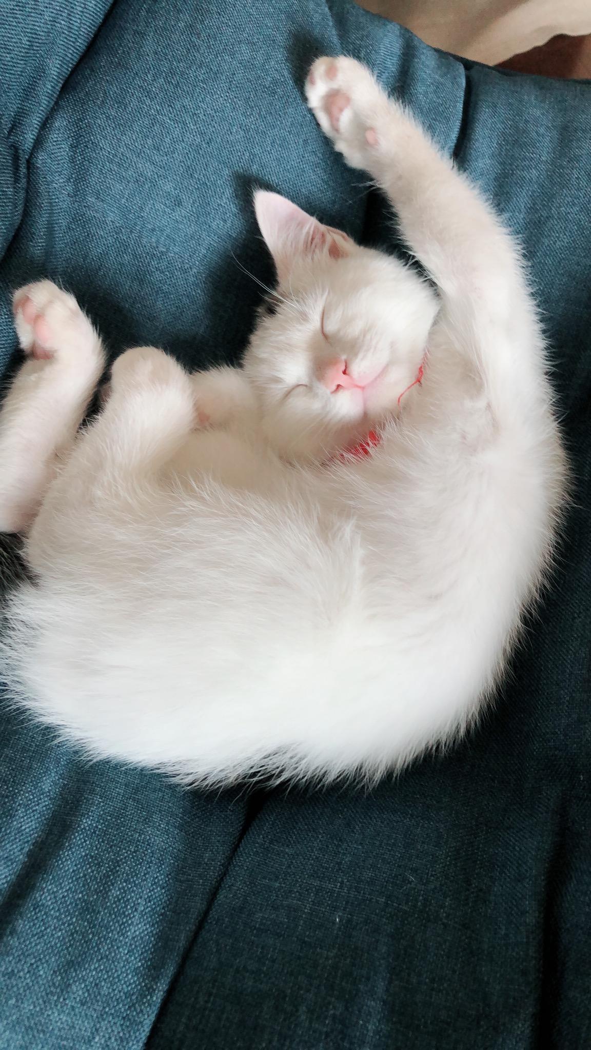 わんにゃんサイトの猫の写真