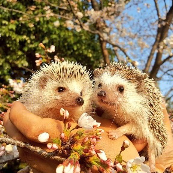 わんにゃんサイトのその他の写真