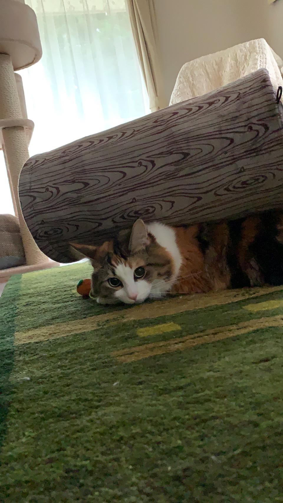 わんにゃんサイトの猫の写真