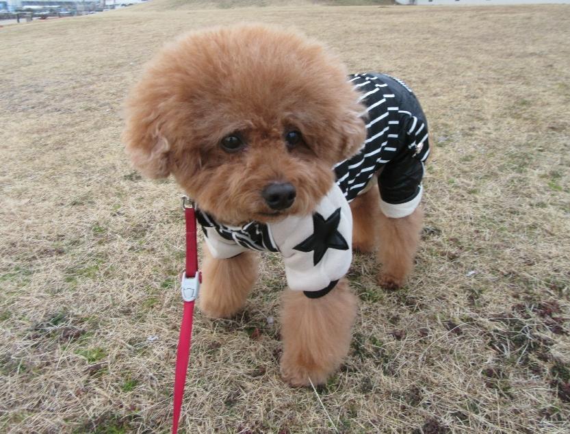 わんにゃんサイトの犬の写真