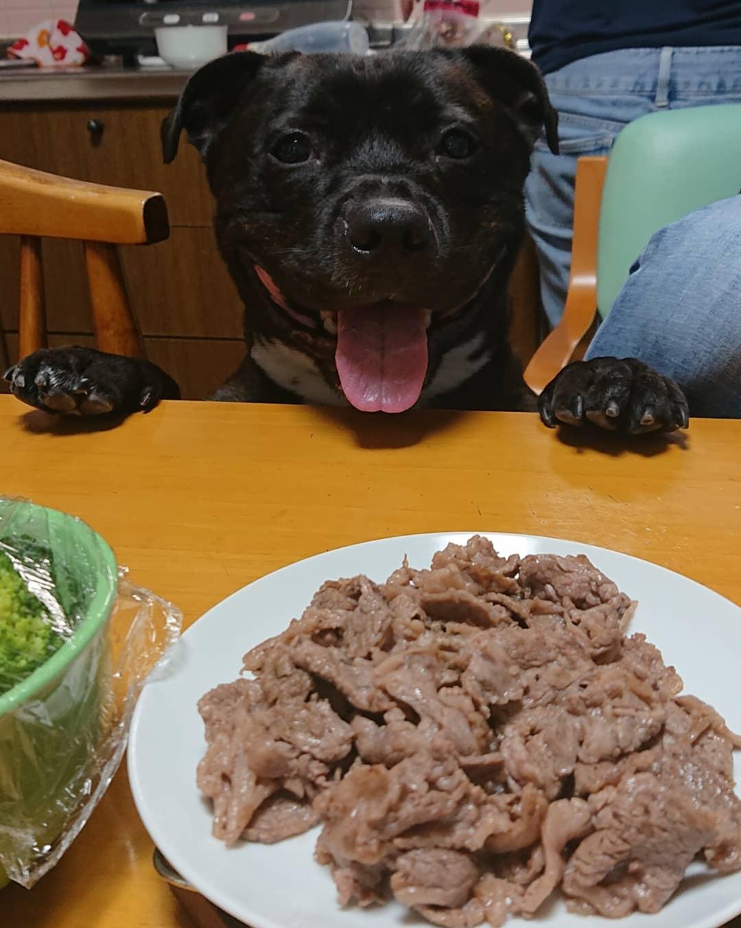 わんにゃんサイトの犬の写真