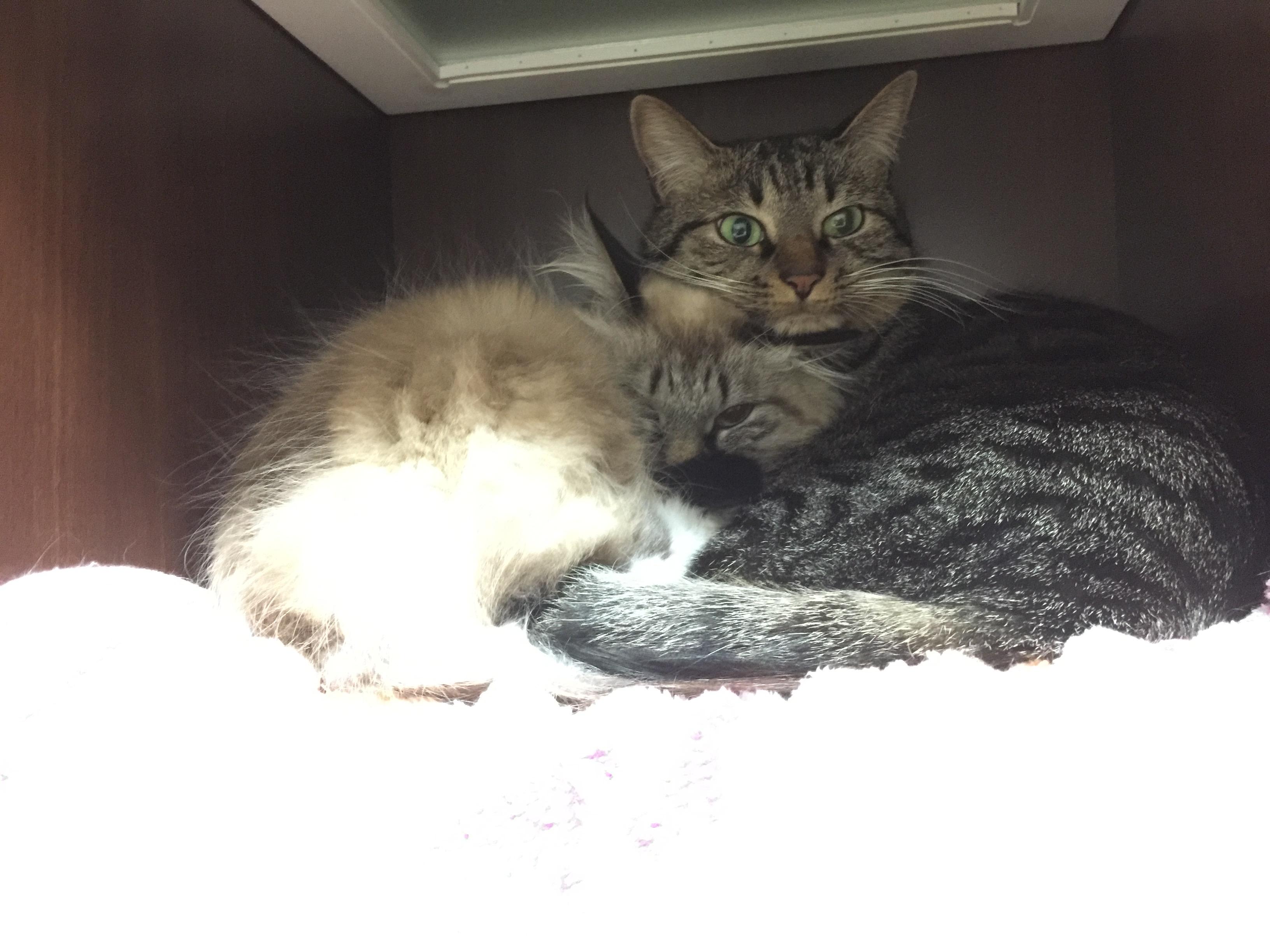 わんにゃんサイトの猫の写真