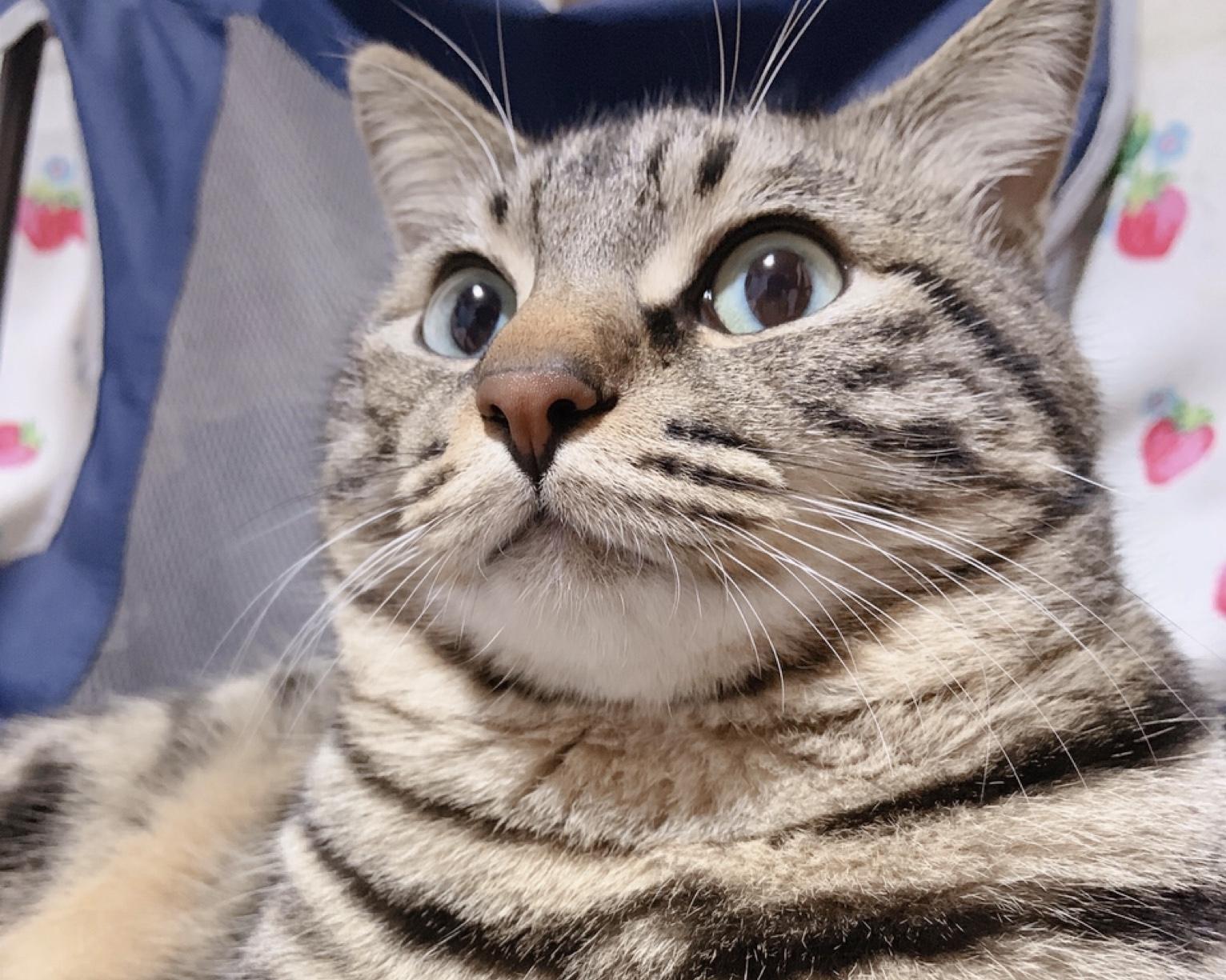 わんにゃんサイトの猫の写真