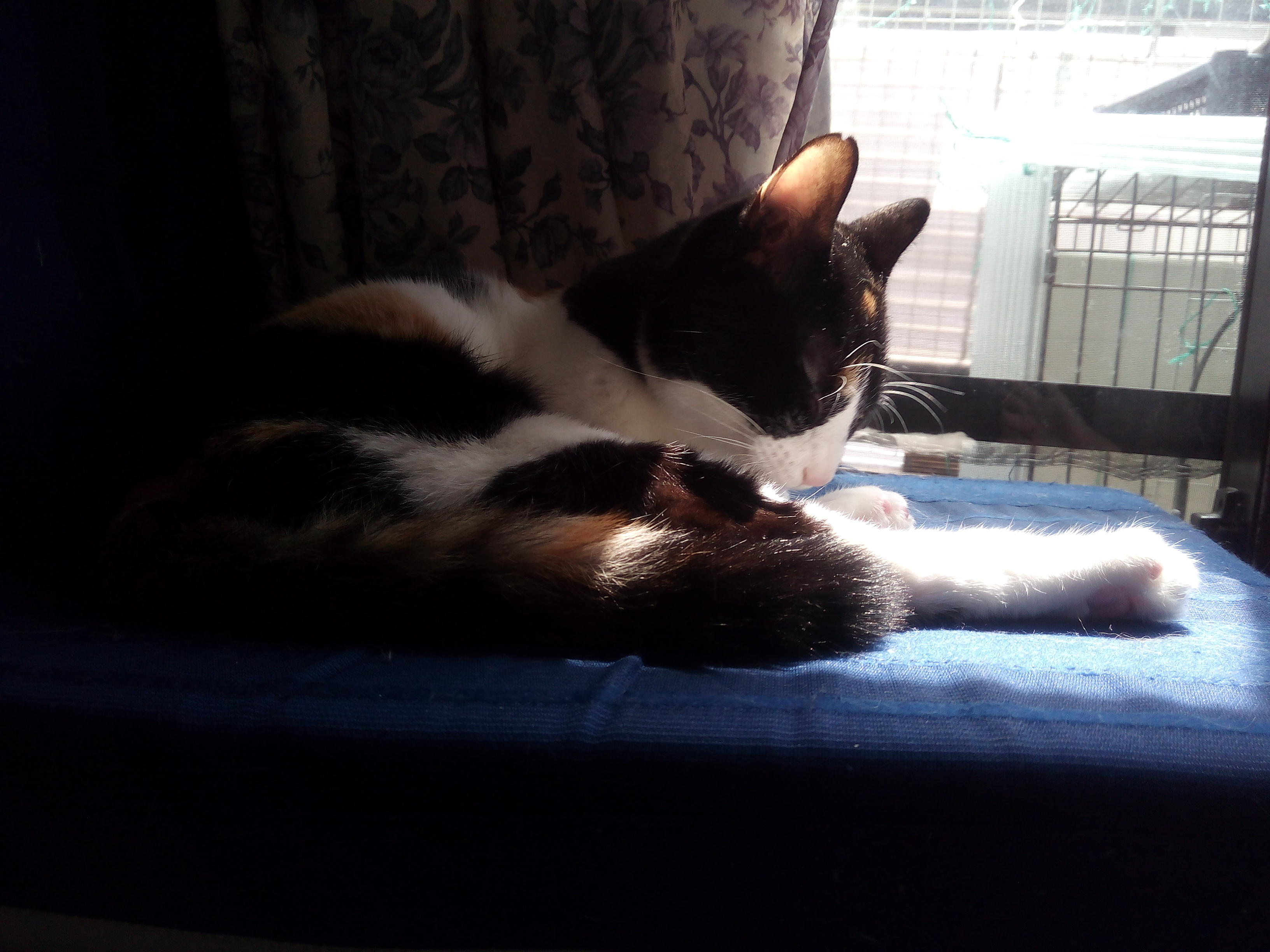 わんにゃんサイトの猫の写真