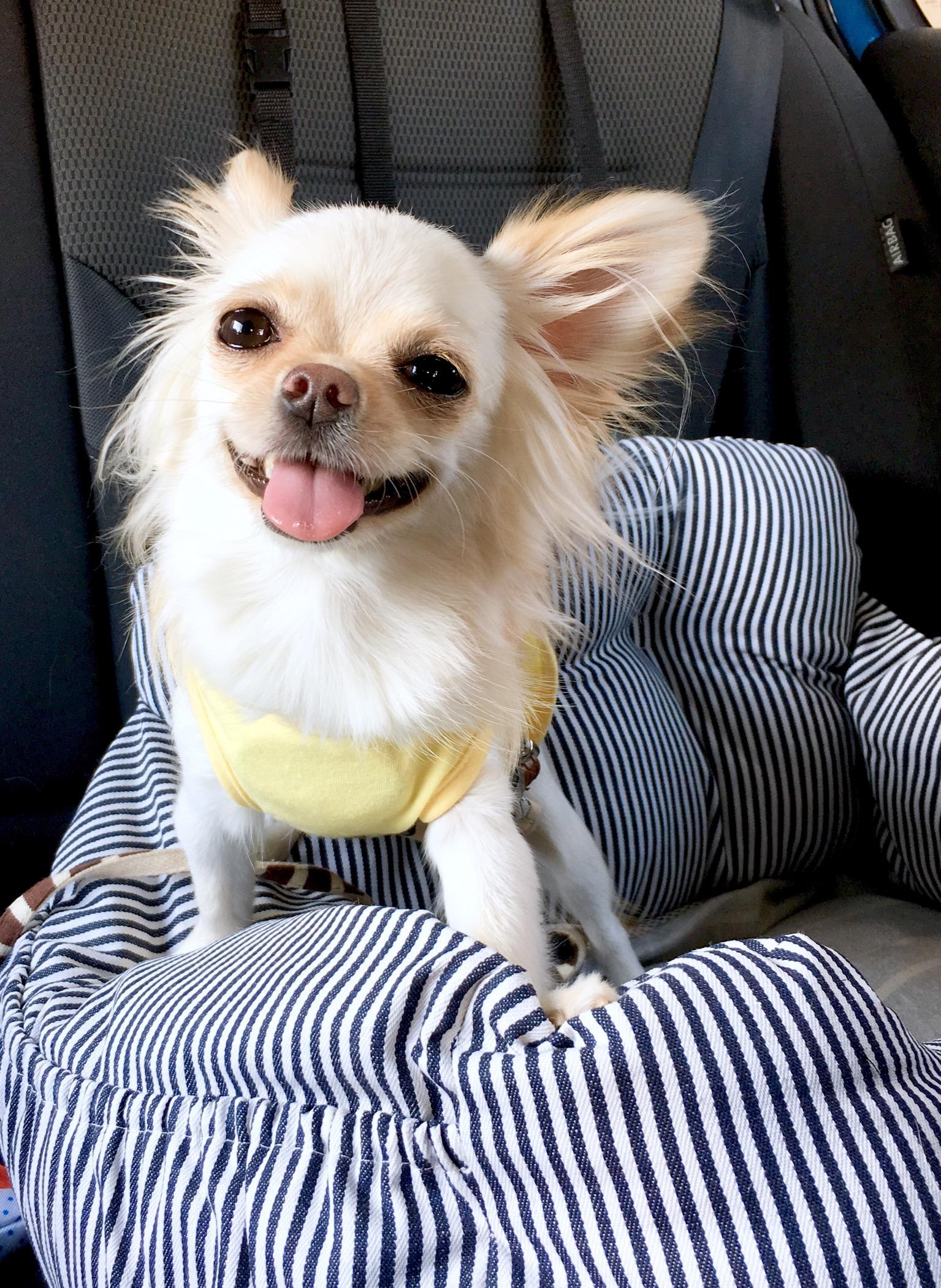 わんにゃんサイトの犬の写真