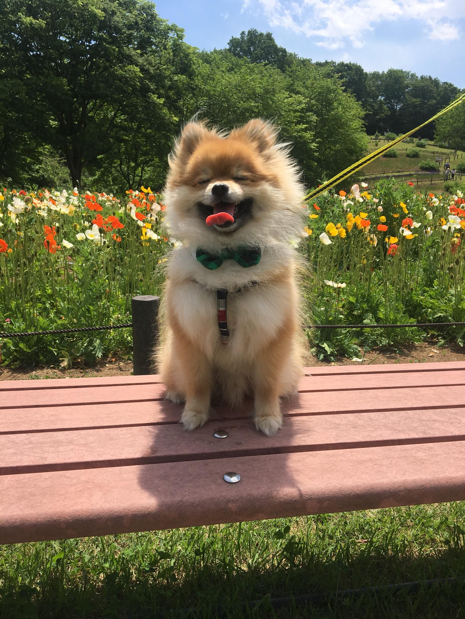 わんにゃんサイトの犬の写真