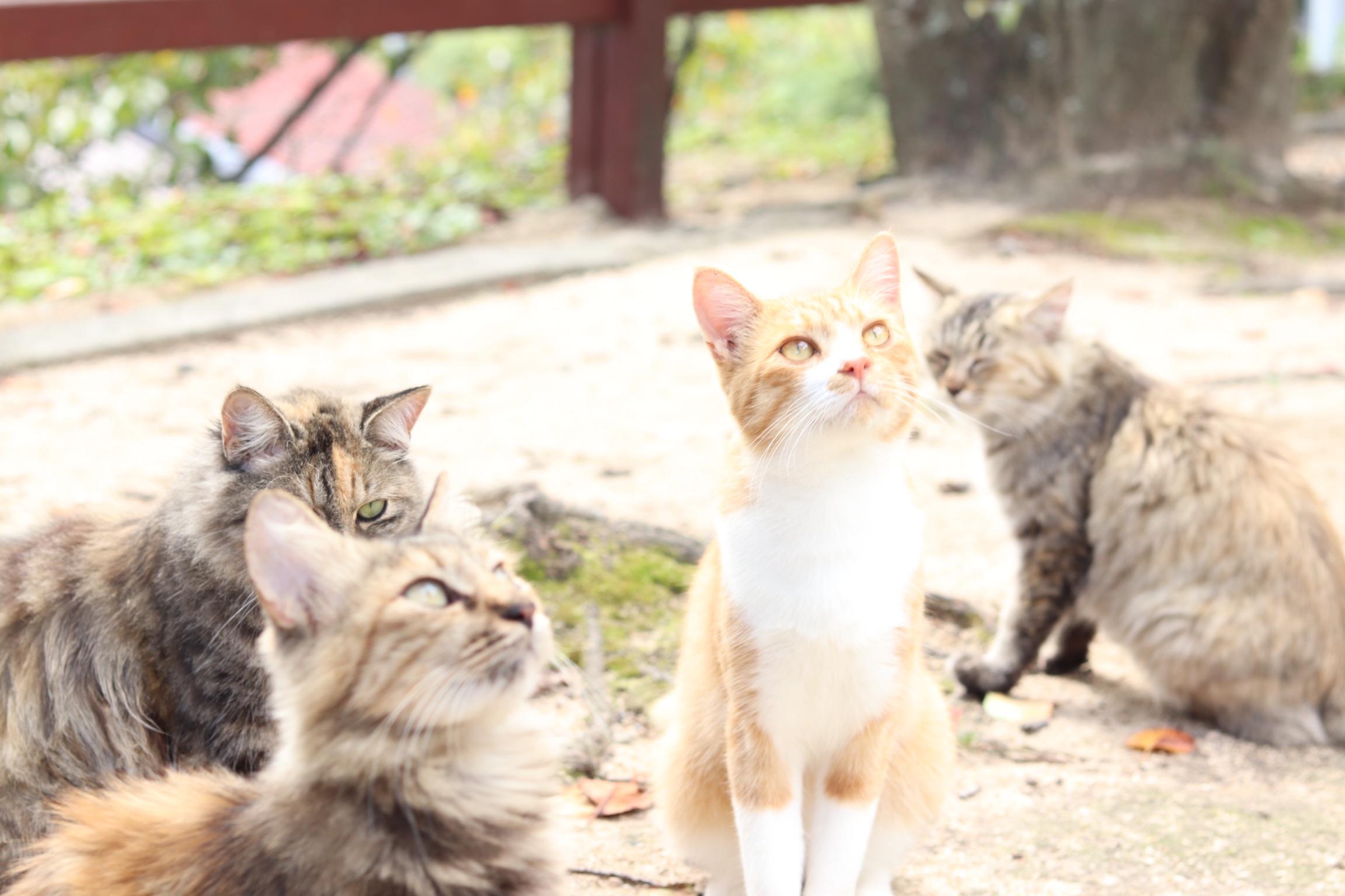 わんにゃんサイトの猫の写真