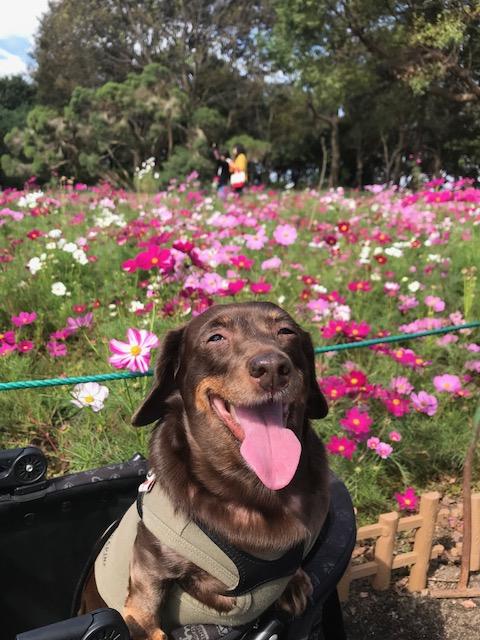 わんにゃんサイトの犬の写真