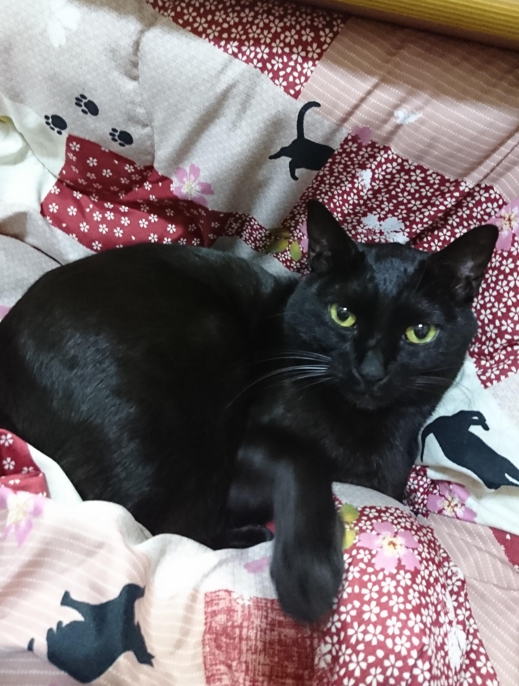 わんにゃんサイトの猫の写真