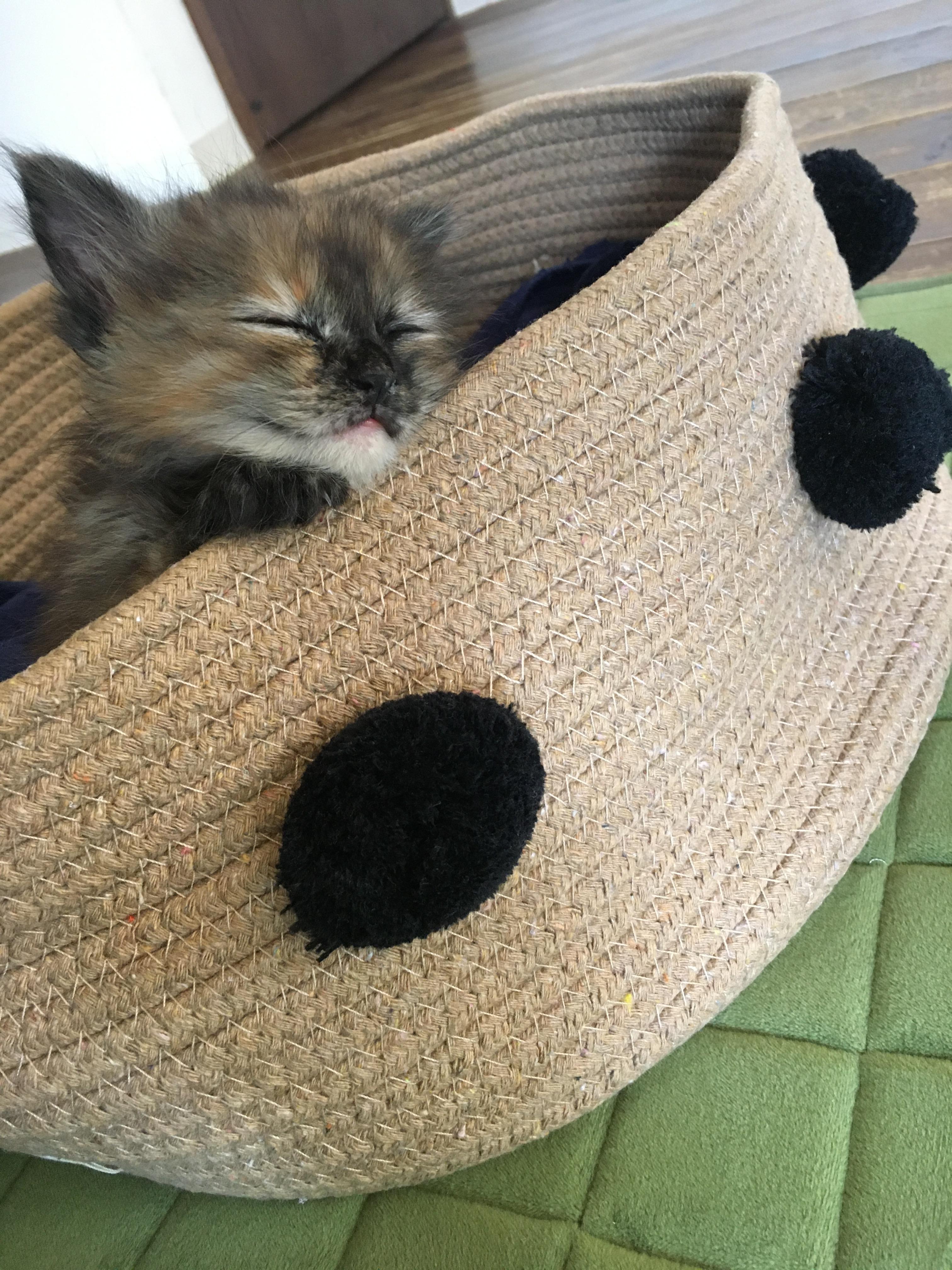 わんにゃんサイトの猫の写真