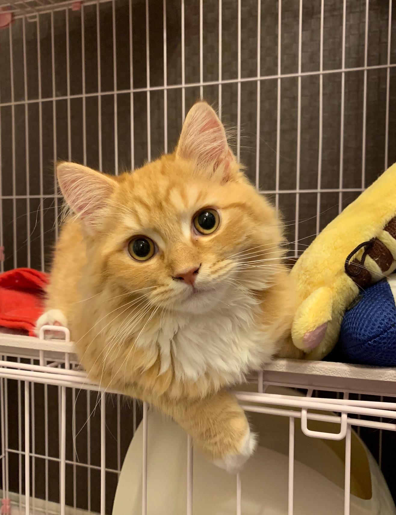 わんにゃんサイトの猫の写真