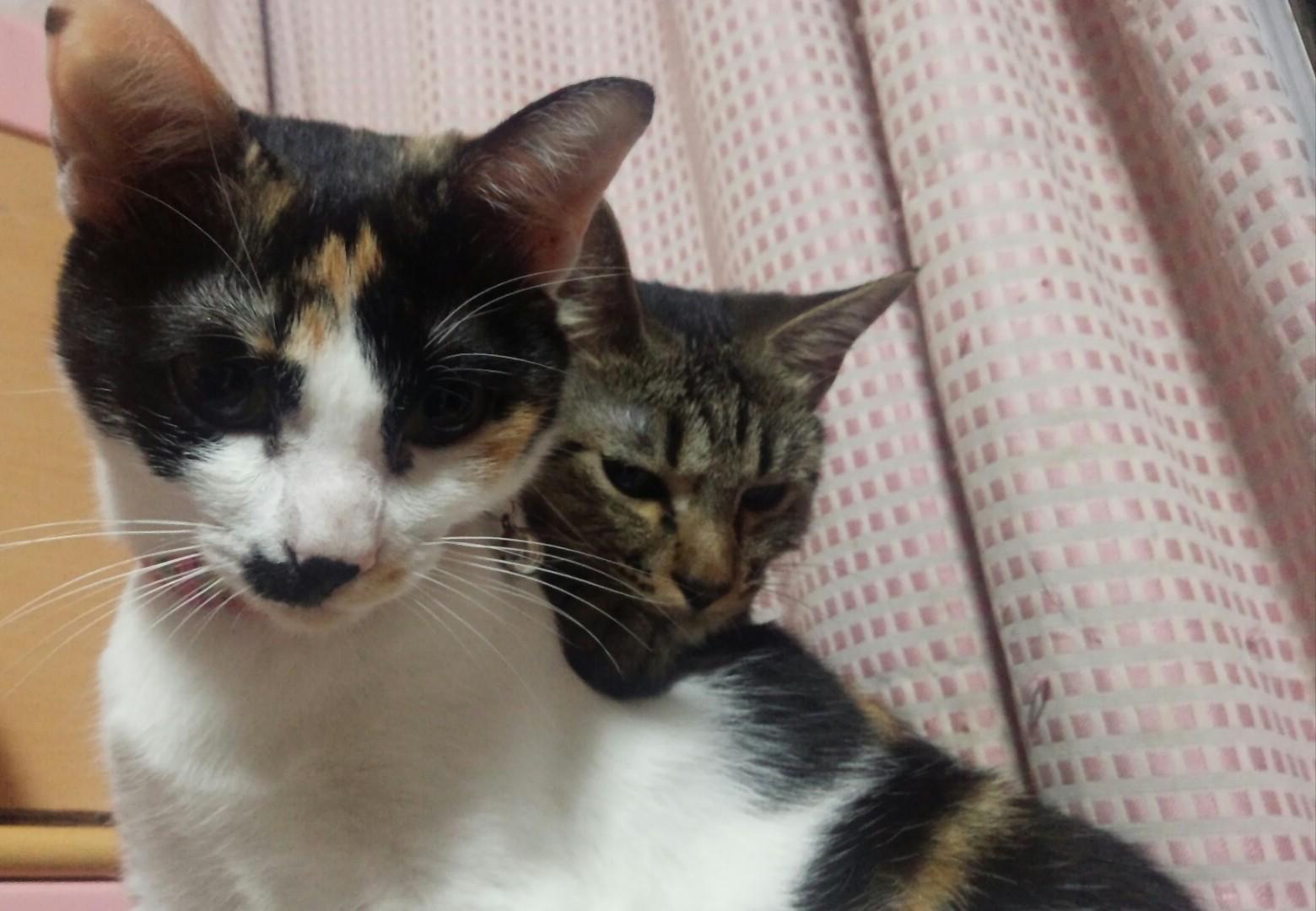 わんにゃんサイトの猫の写真