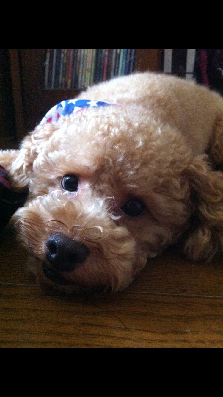 わんにゃんサイトの犬の写真