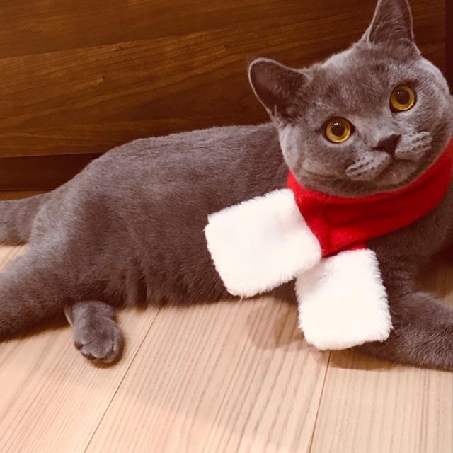 わんにゃんサイトの猫の写真