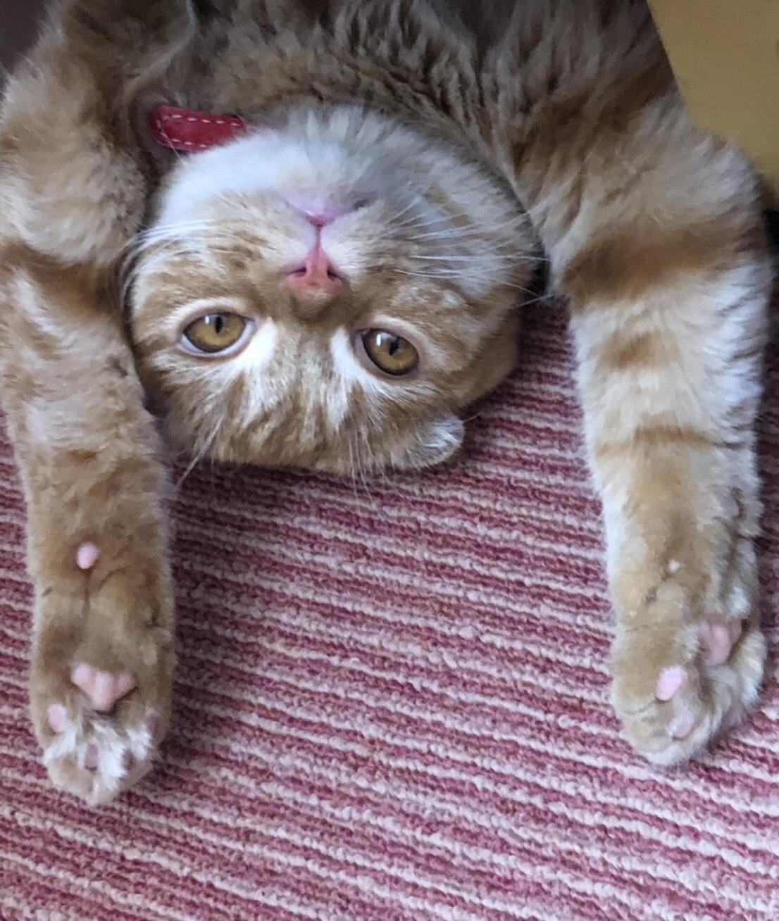 わんにゃんサイトの猫の写真