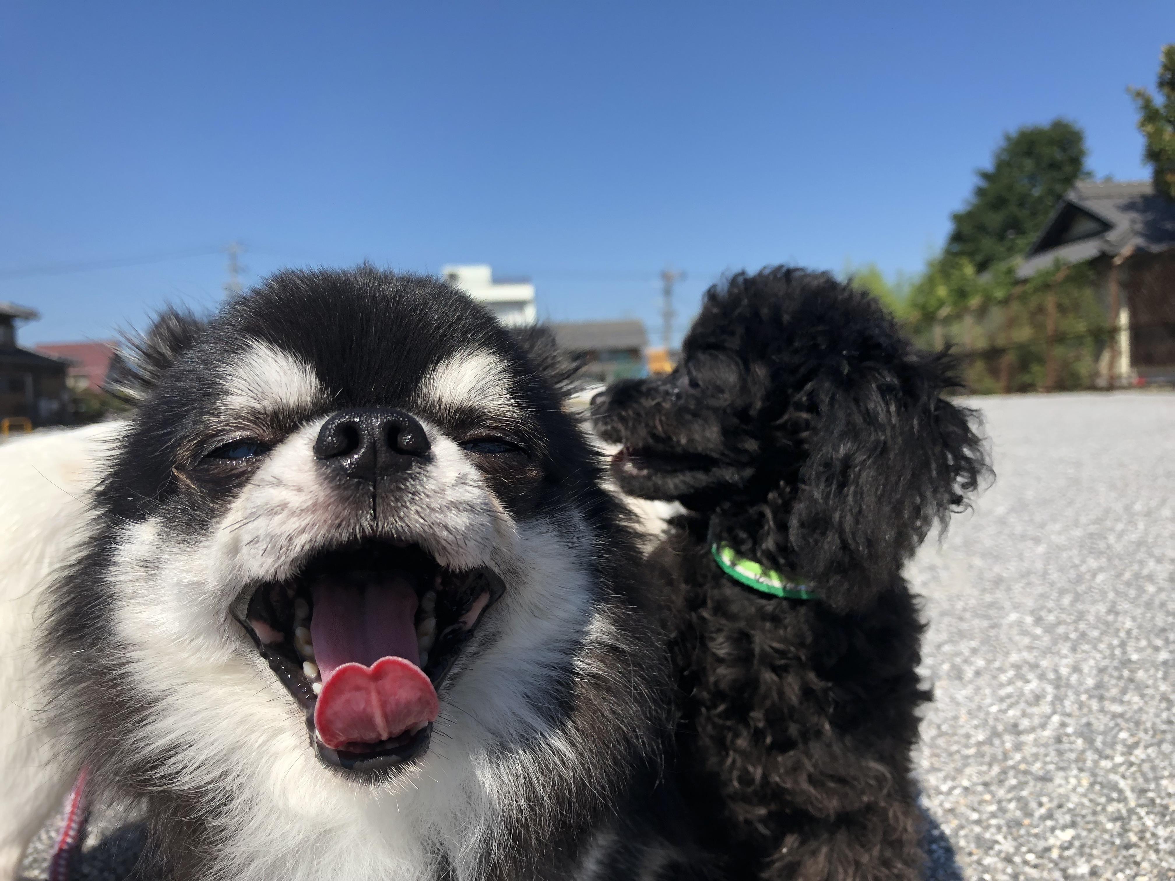 わんにゃんサイトの犬の写真