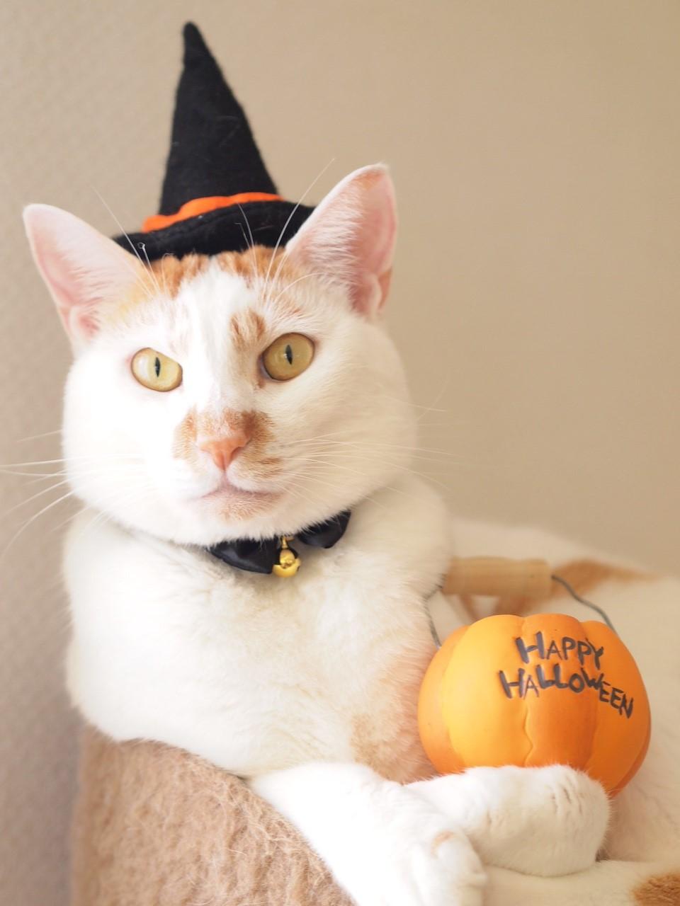 わんにゃんサイトの猫の写真