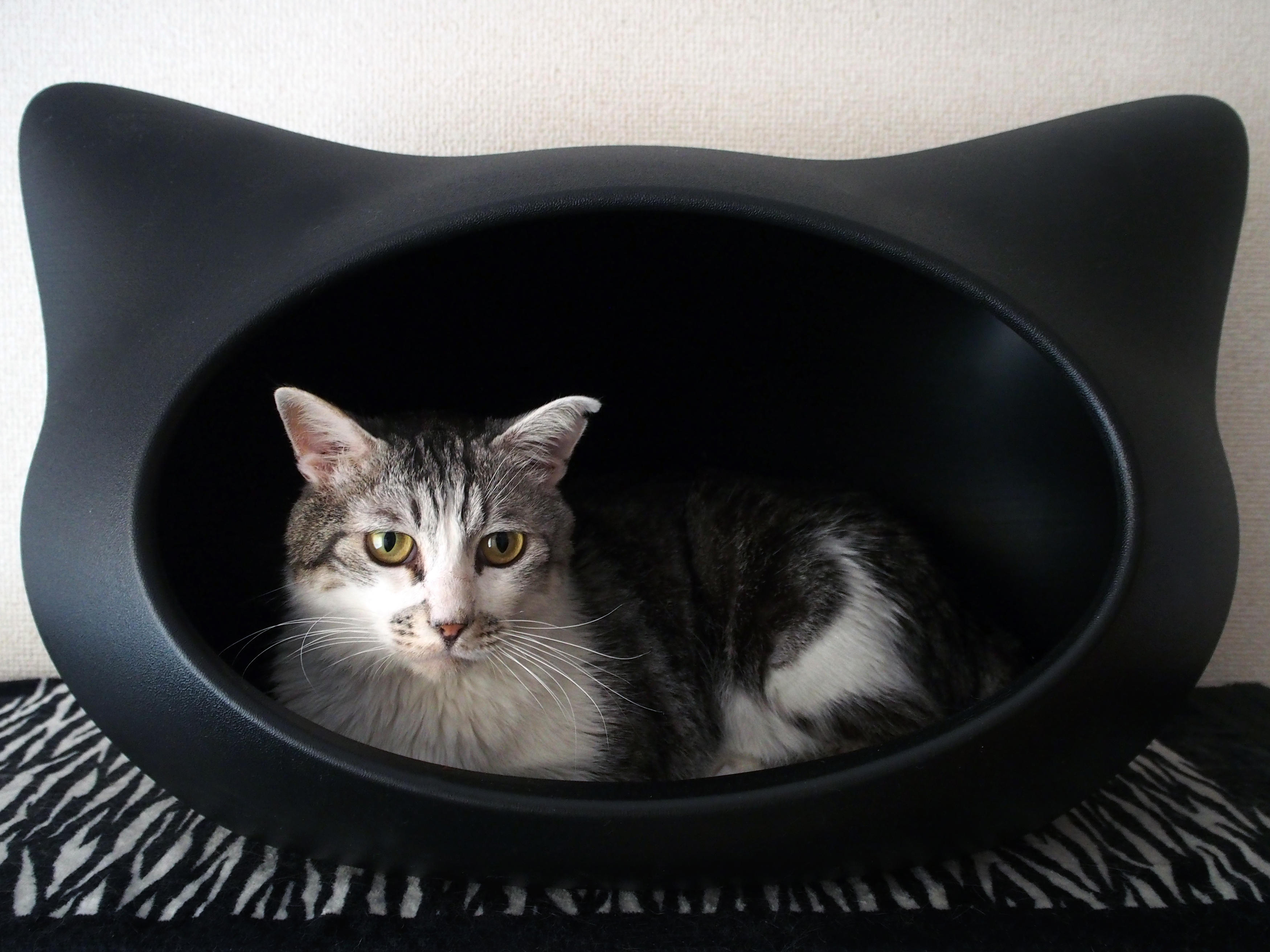 わんにゃんサイトの猫の写真