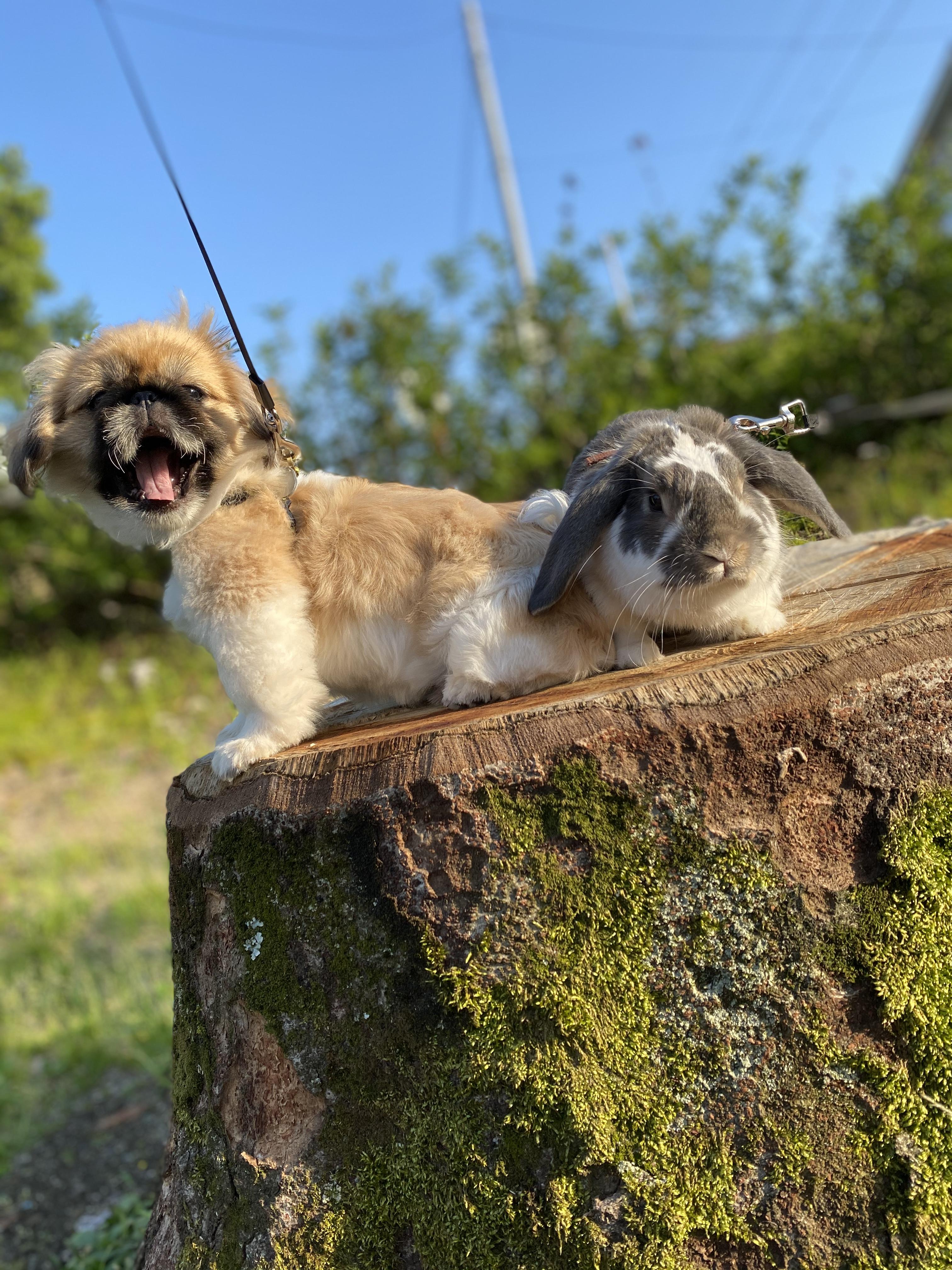 わんにゃんサイトの犬の写真