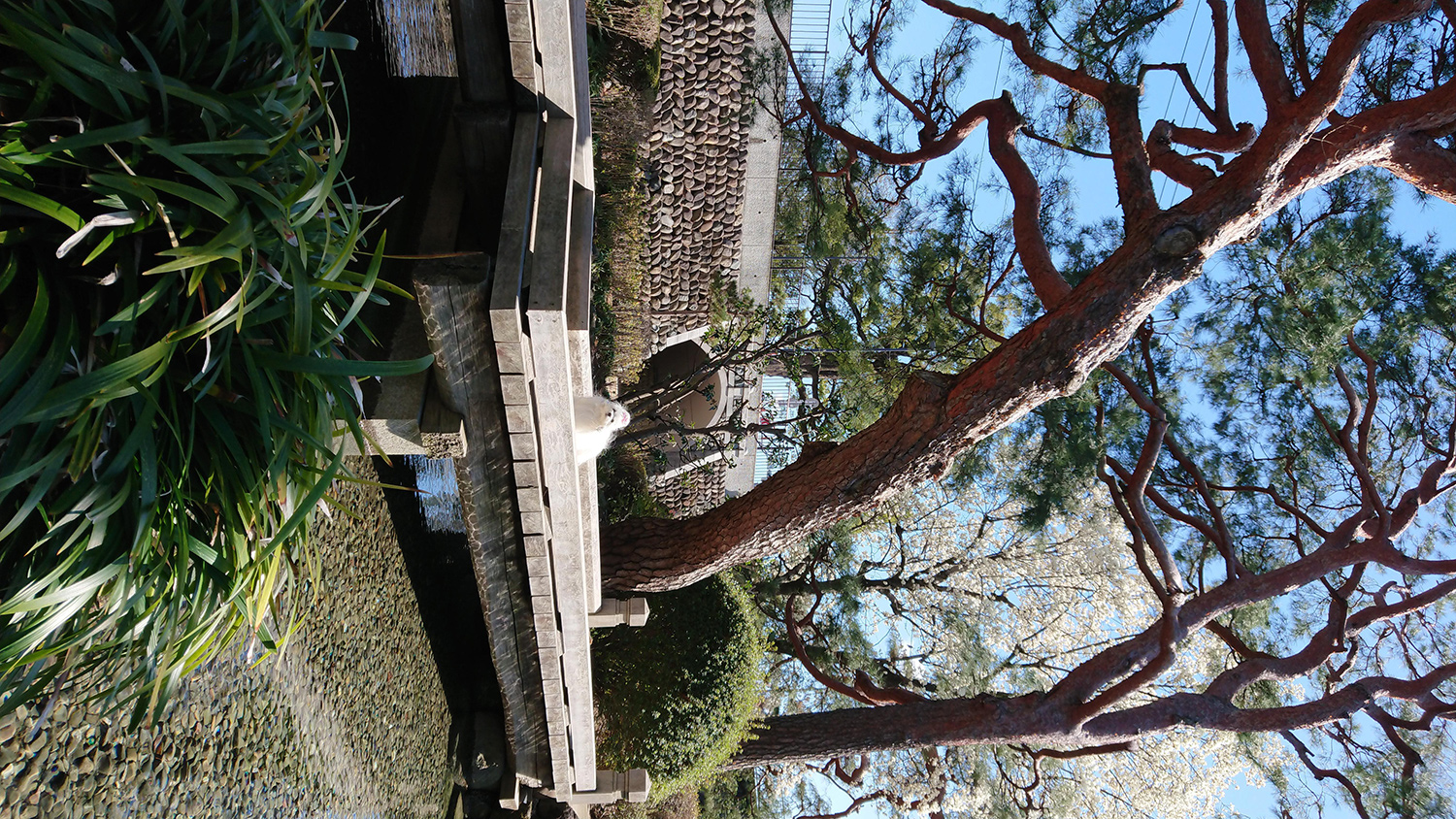 わんにゃんサイトの犬の写真