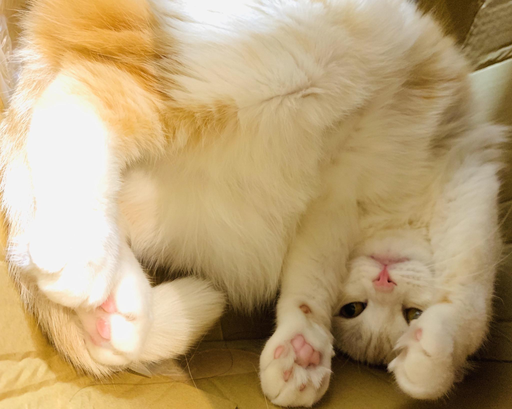 わんにゃんサイトの猫の写真