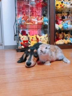 わんにゃんサイトの犬の写真