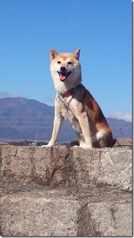 わんにゃんサイトの犬の写真