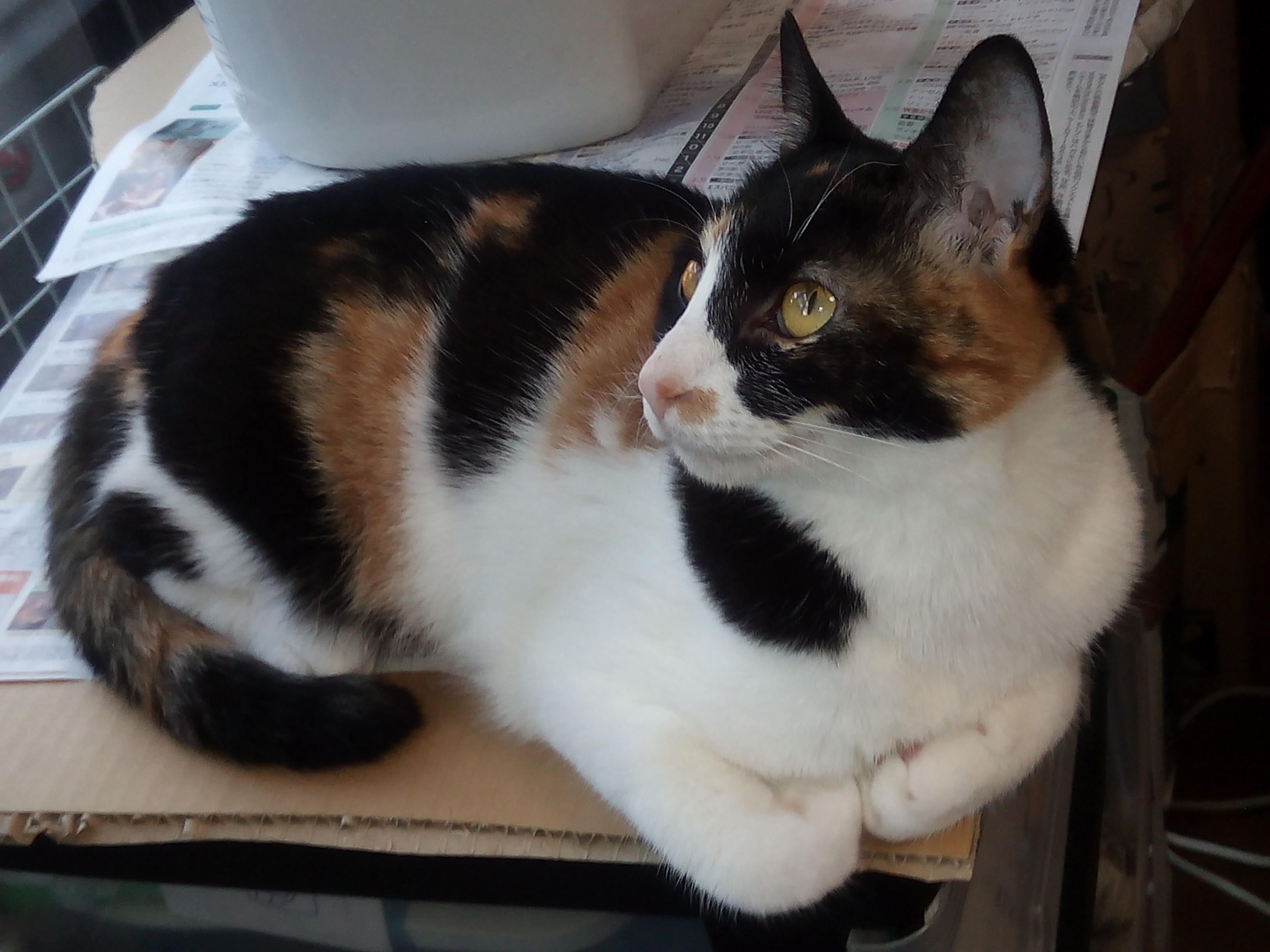 わんにゃんサイトの猫の写真