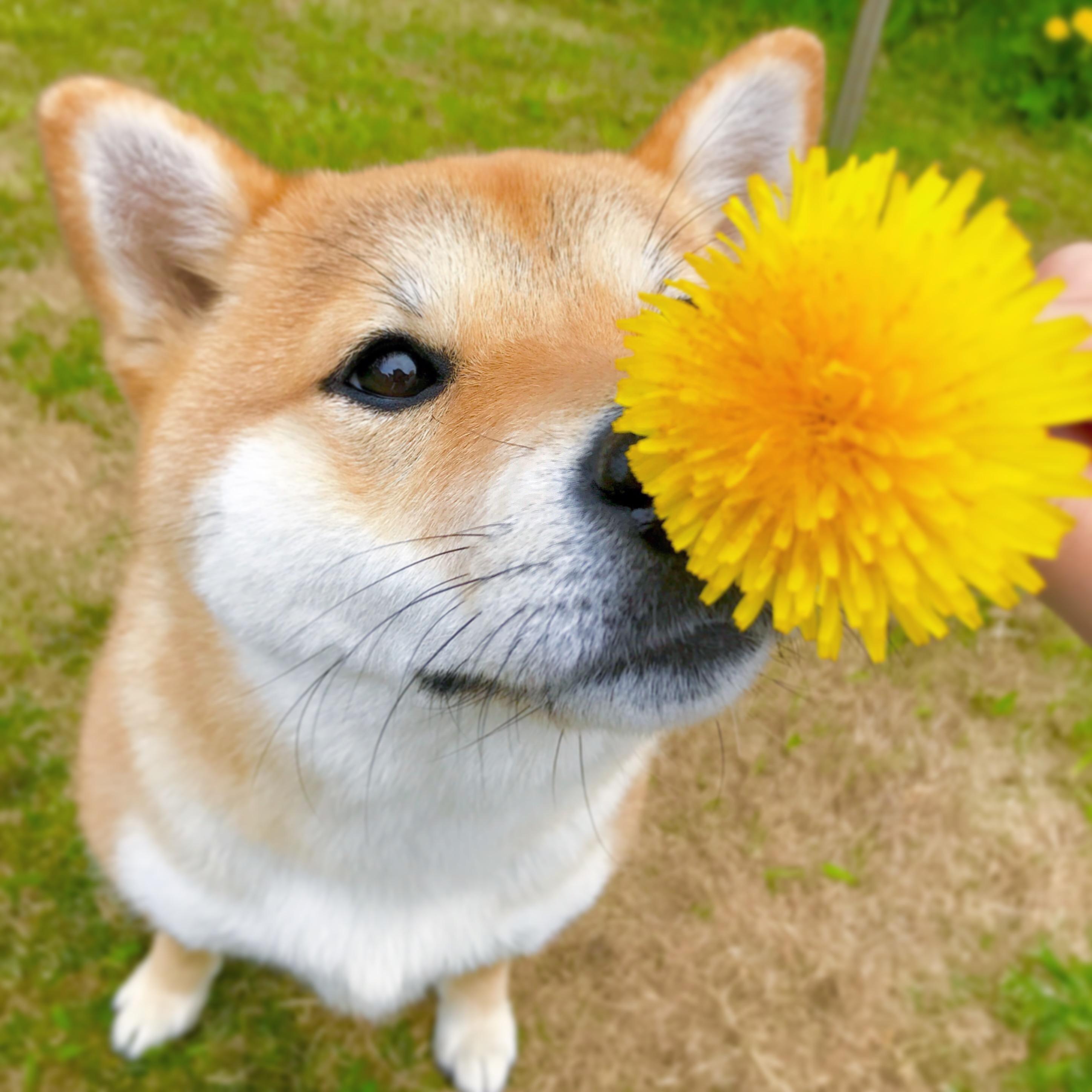 わんにゃんサイトの犬の写真