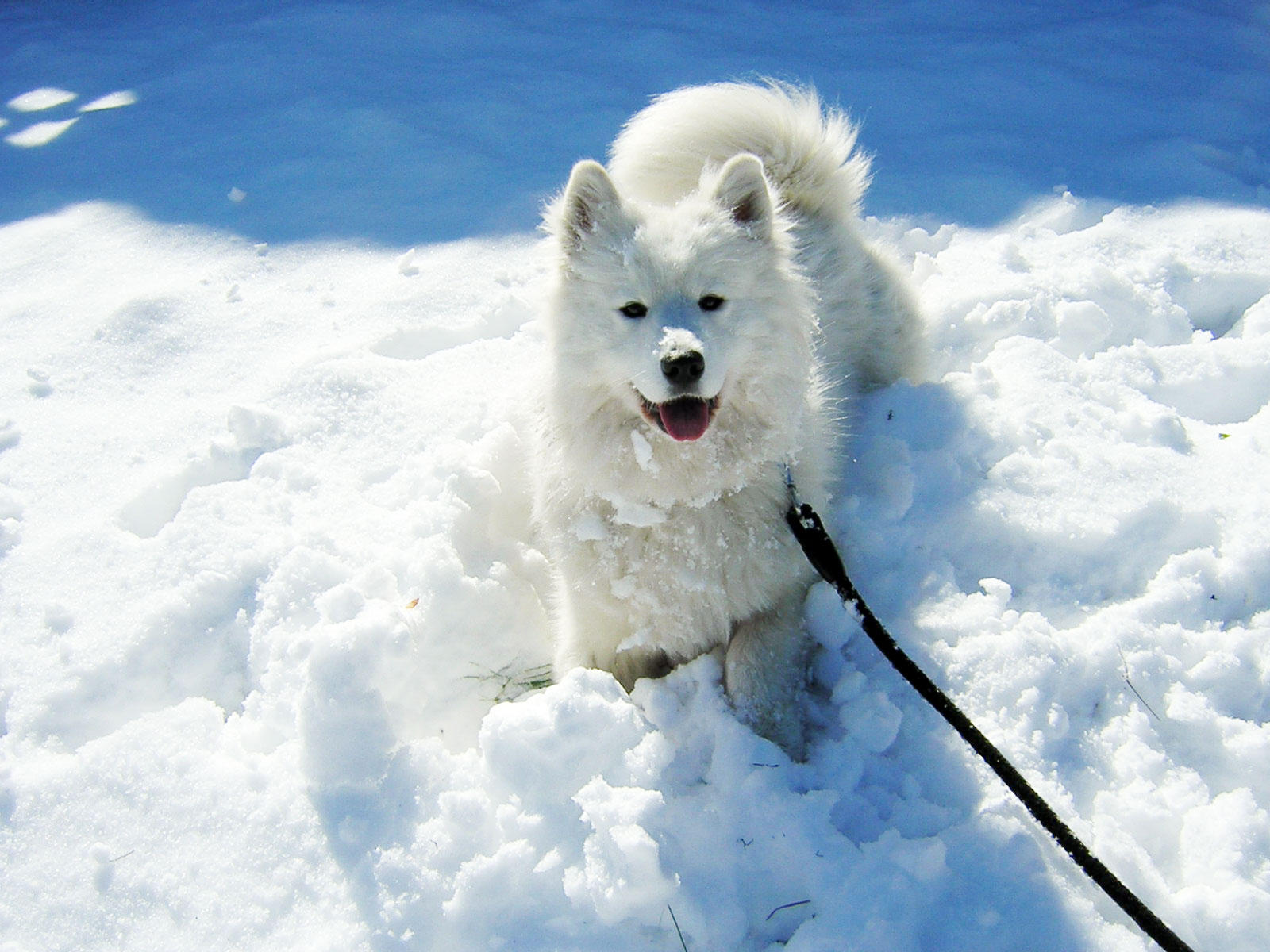 わんにゃんサイトの犬の写真